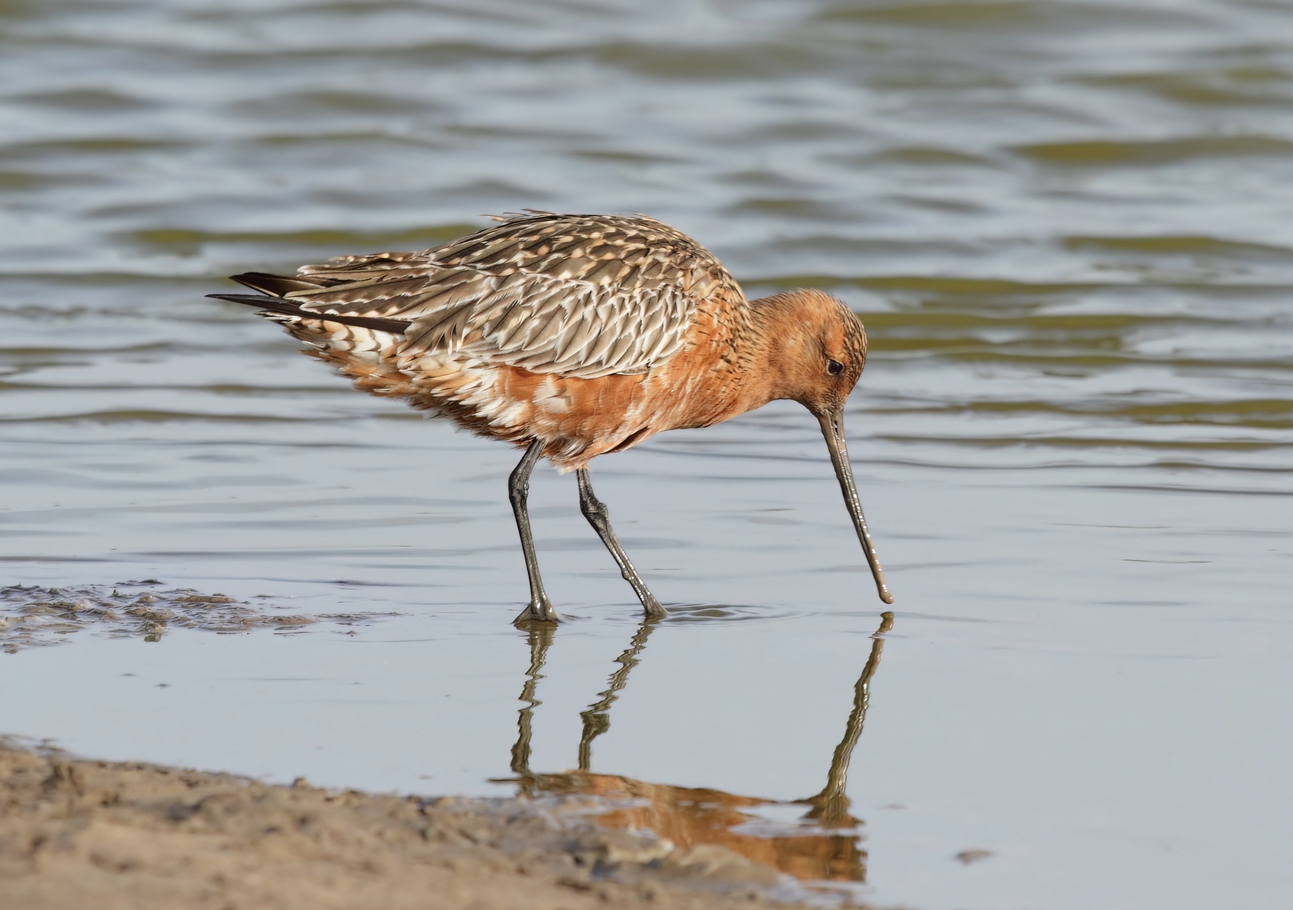 BarTailedGodwit August2020 NeilSmith topaz denoise