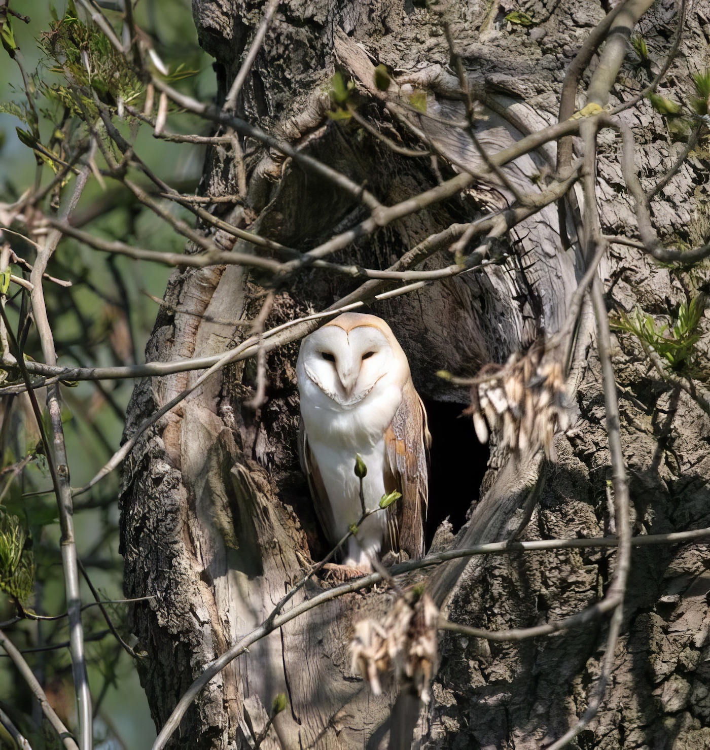BarnOwl 110506 Welton DEades topaz enhance