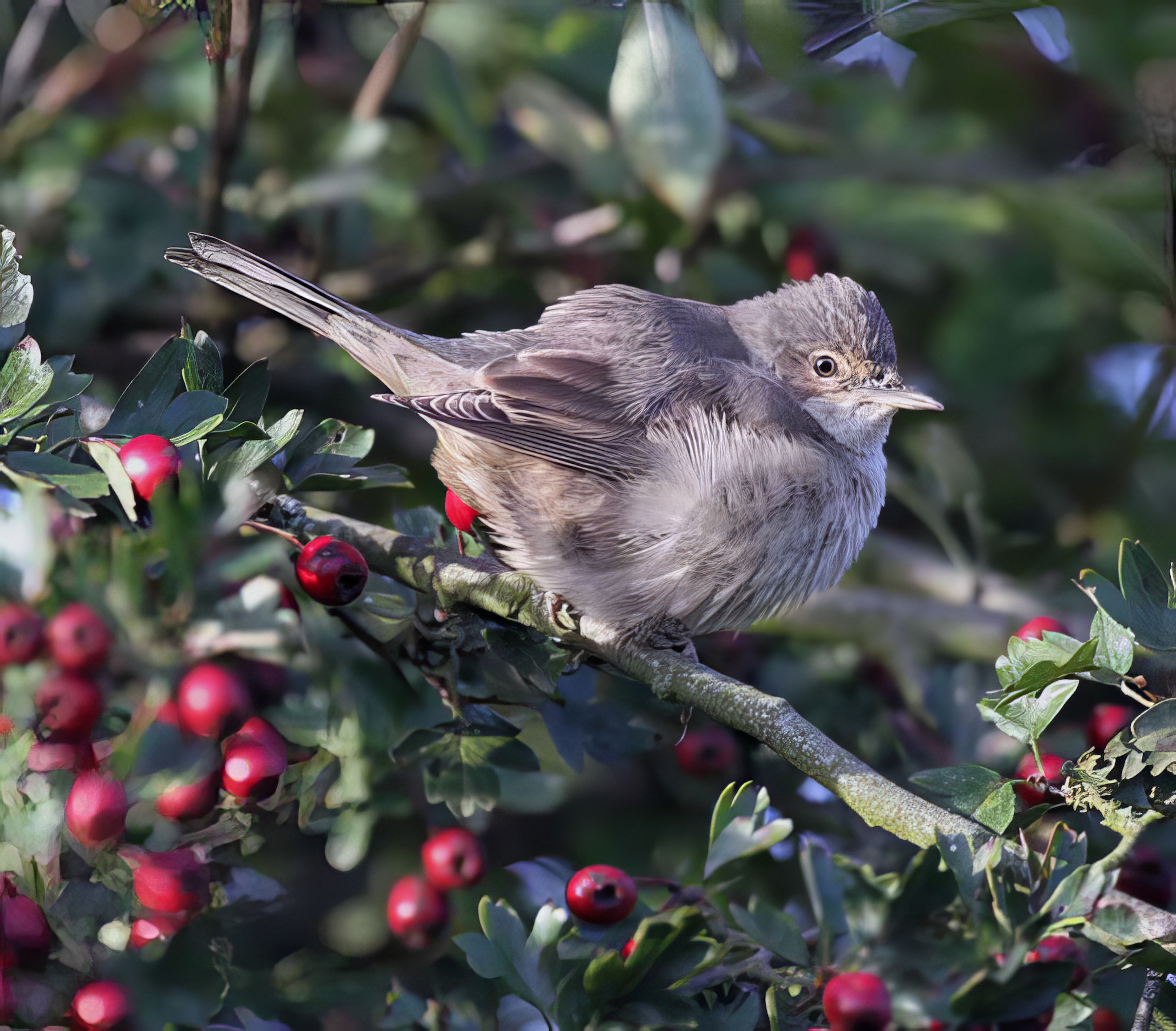BarredWarbler 021020 DonnaNook SK Spavin topaz enhance