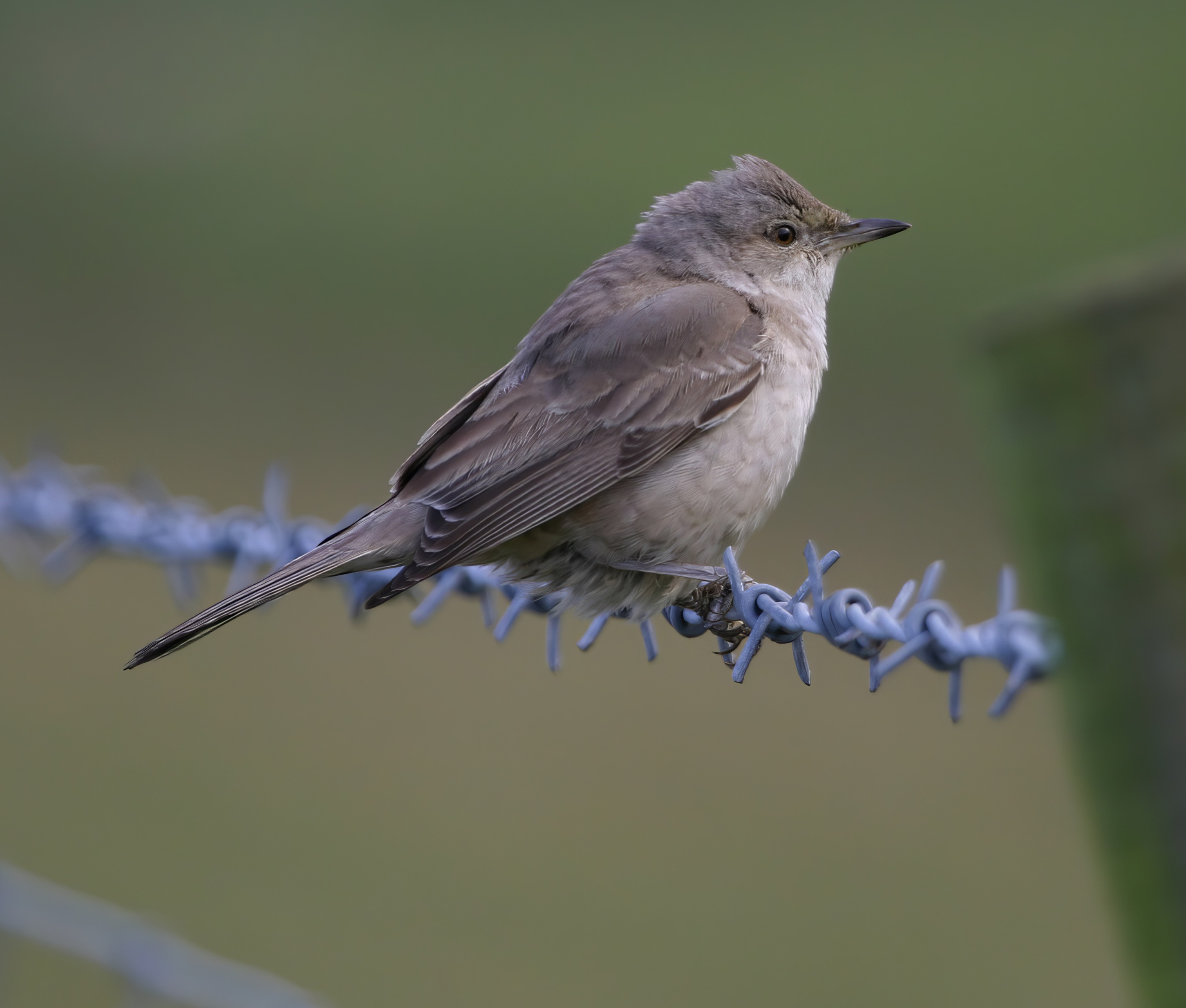 BarredWarbler 291104 CovenhamRes GPCatley topaz enhance