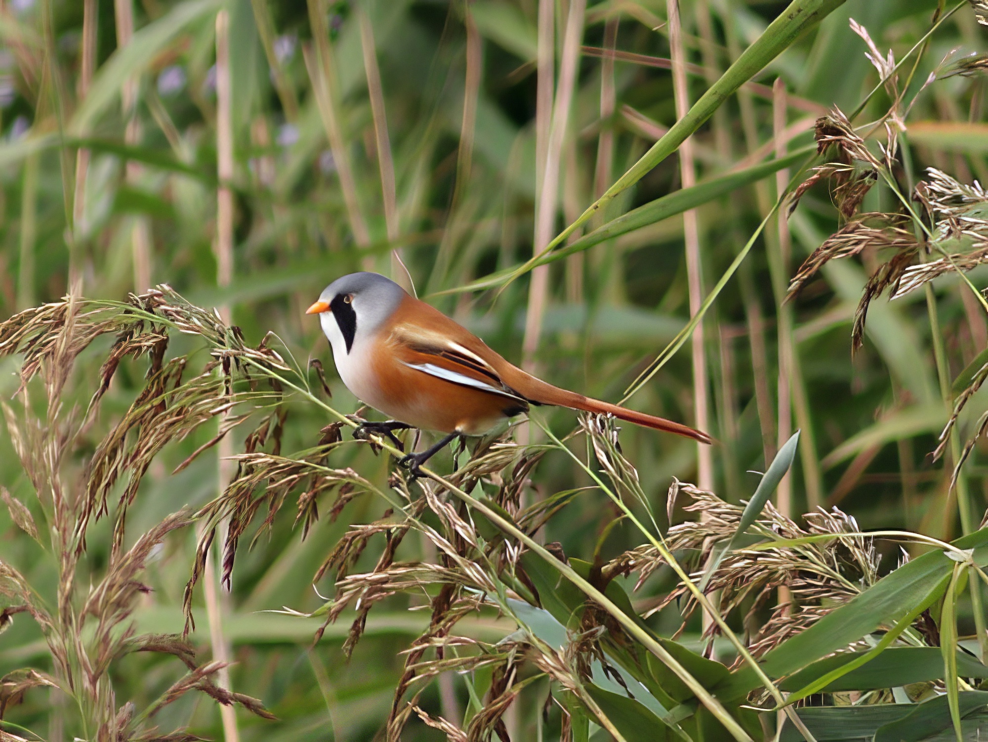BeardedTit 151016 GibPoint RHayes topaz enhance