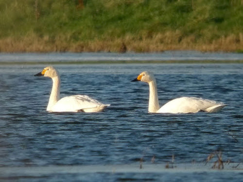 BewicksSwan 010110 FramptonMarsh RHayes