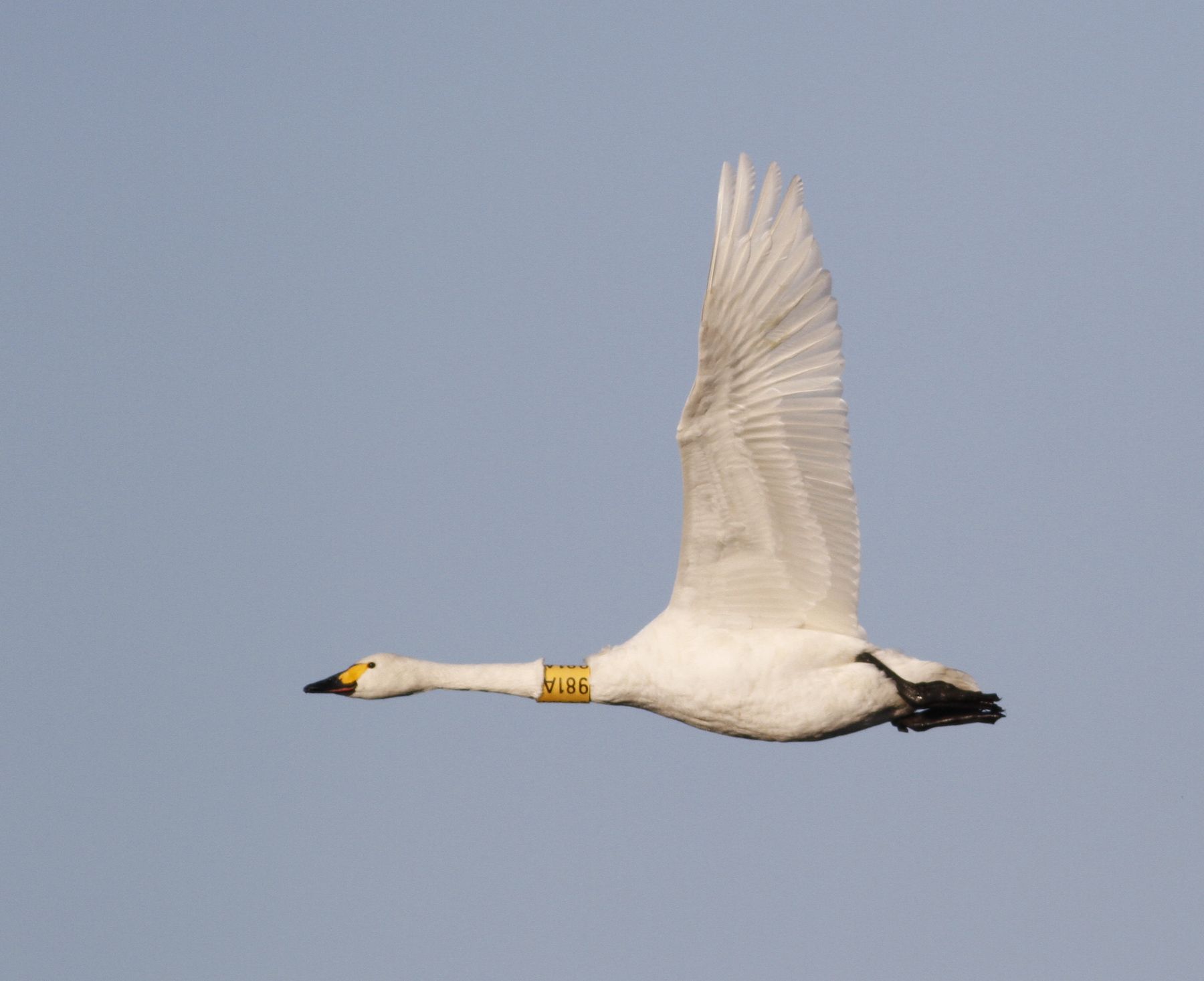 BewicksSwan 271111 NoctonFen RussHayes