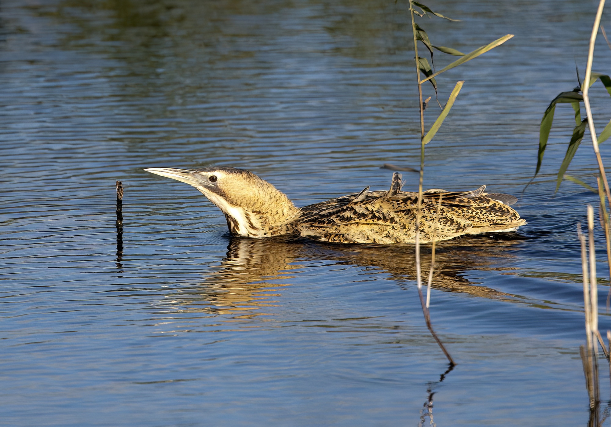 Bittern 110217 FarIngs GPCatley2 topaz denoise