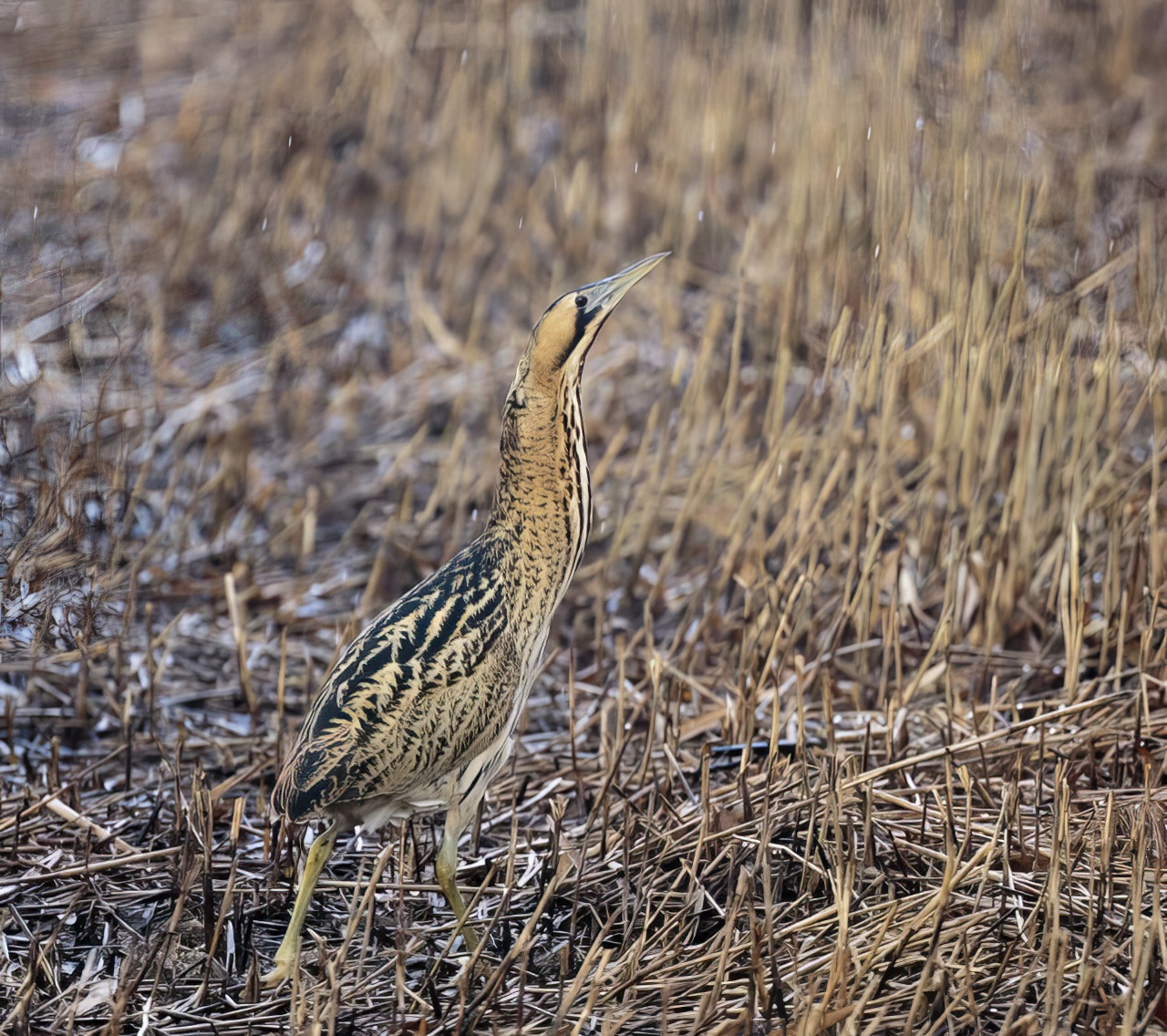 Bittern 110217 FarIngs GPCatley3 topaz enhance