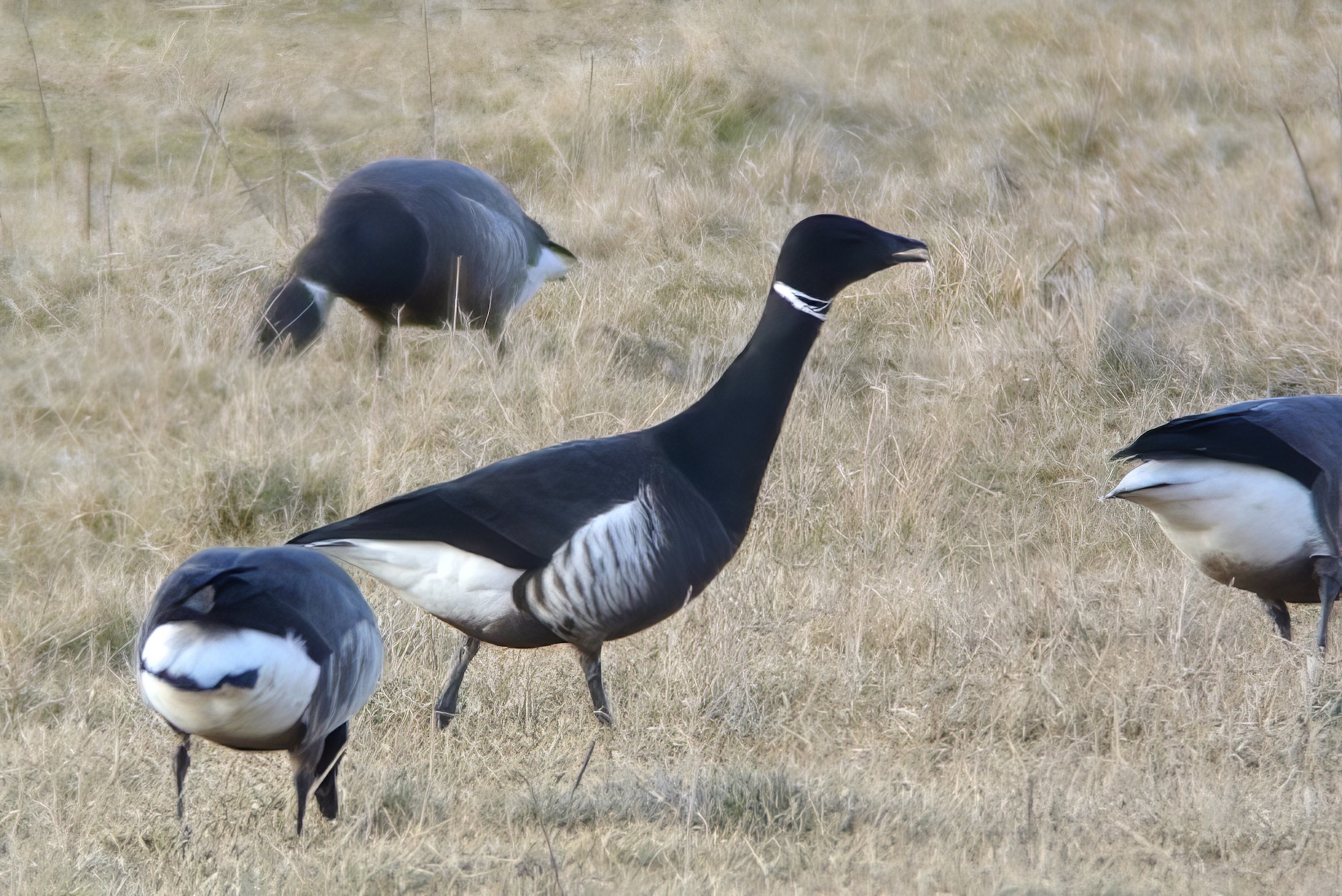 BlackBrant 060413 FramptonMarsh Paul Sullivan topaz enhance