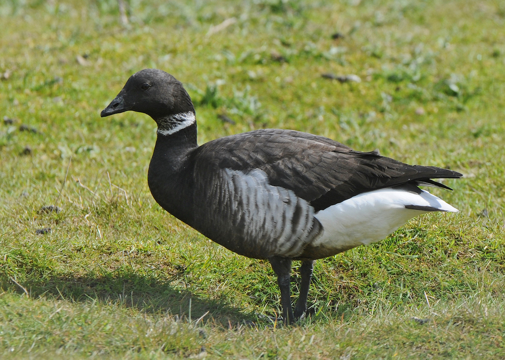 BlackBrant 210410 FreistonShore SKeightley