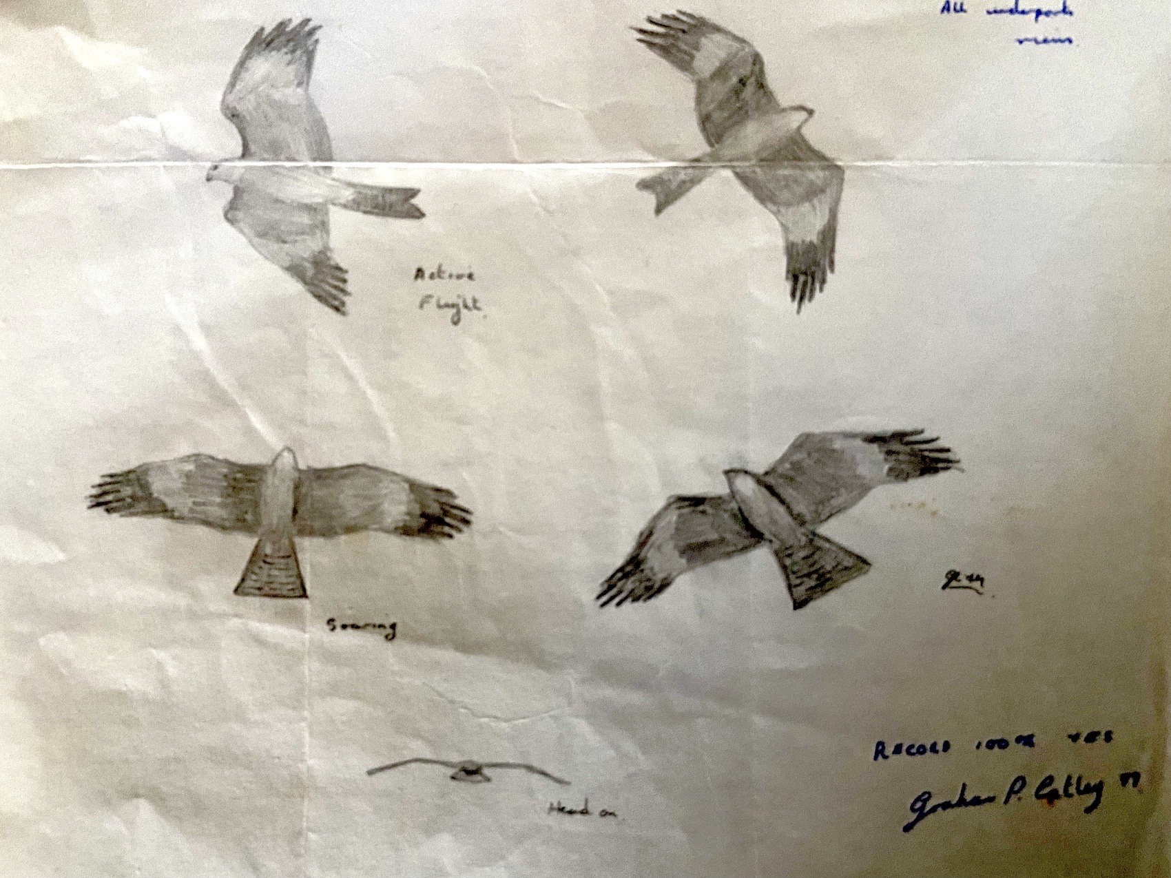 BlackKite 180579 EastHalton GPCatley