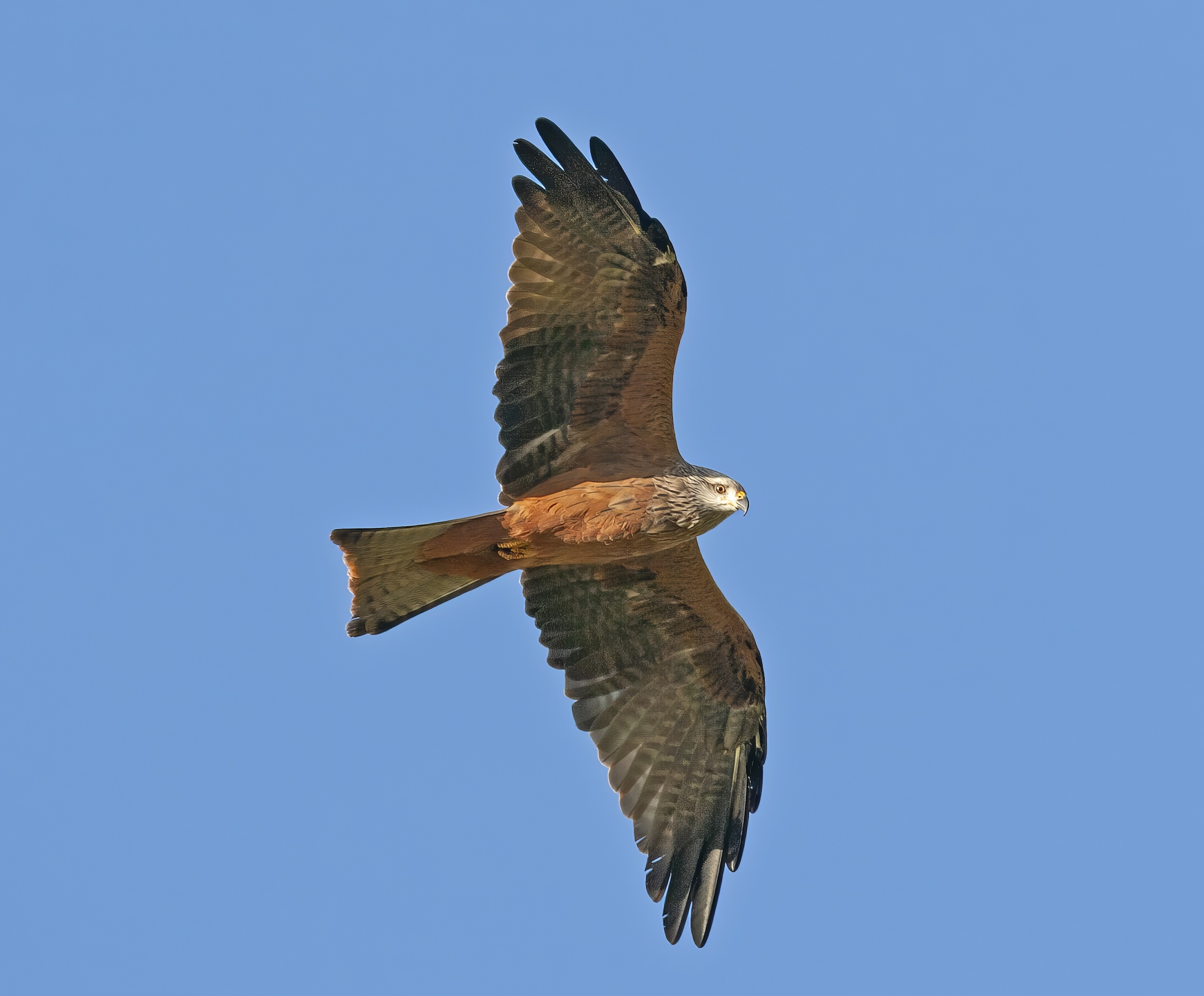 BlackKite Sept2007 NoctonHeath Lincoln GPCatley topaz enhance