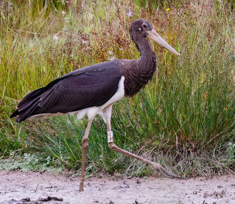 BlackStork2 SthSomercotes 110815 JRC topaz denoise