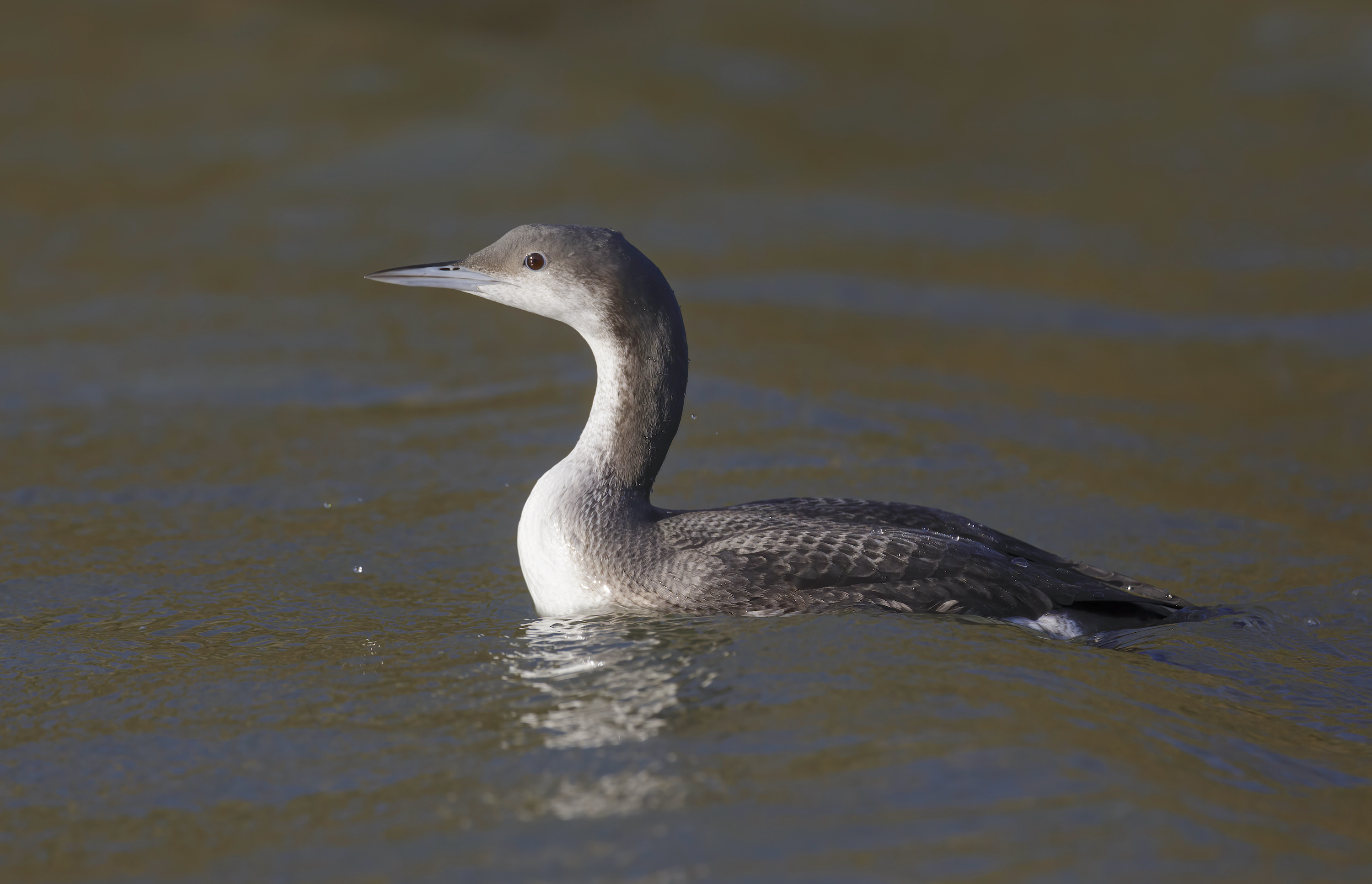 BlackThroatedDiver 04012014 CleethorpesCP GPCatley