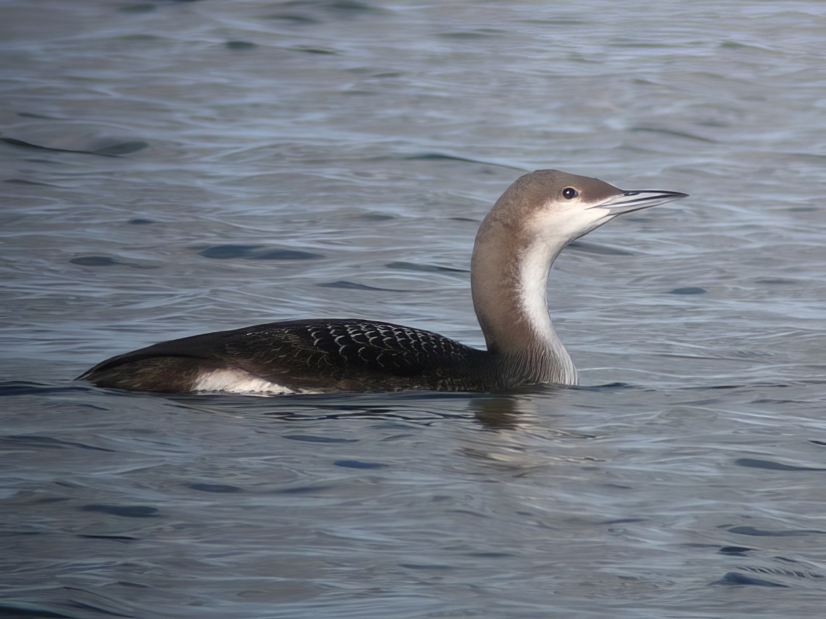 BlackThroatedDiver 180207 Covenham RHayes topaz enhance