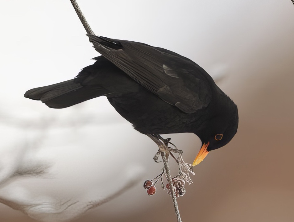 Blackbird 191210 BartononHumber GPCatley topaz enhance