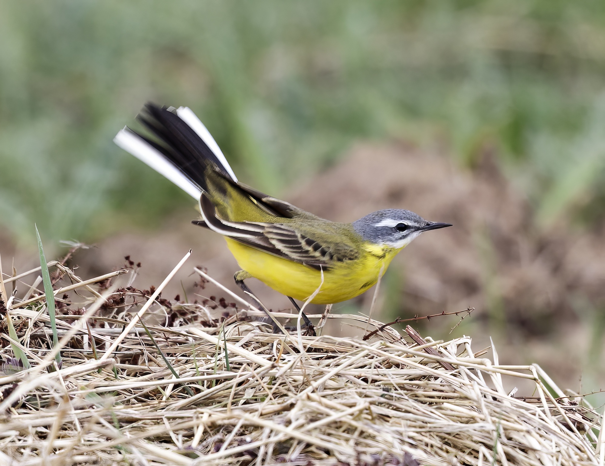 BlueHeadedWagtail April2013 Barton Pits GPCatley topaz enhance