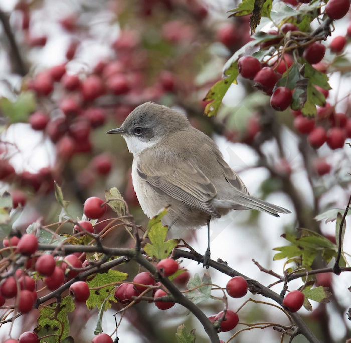 Blythi LesserWhitethroat 151019 DonnaNook GPCatley