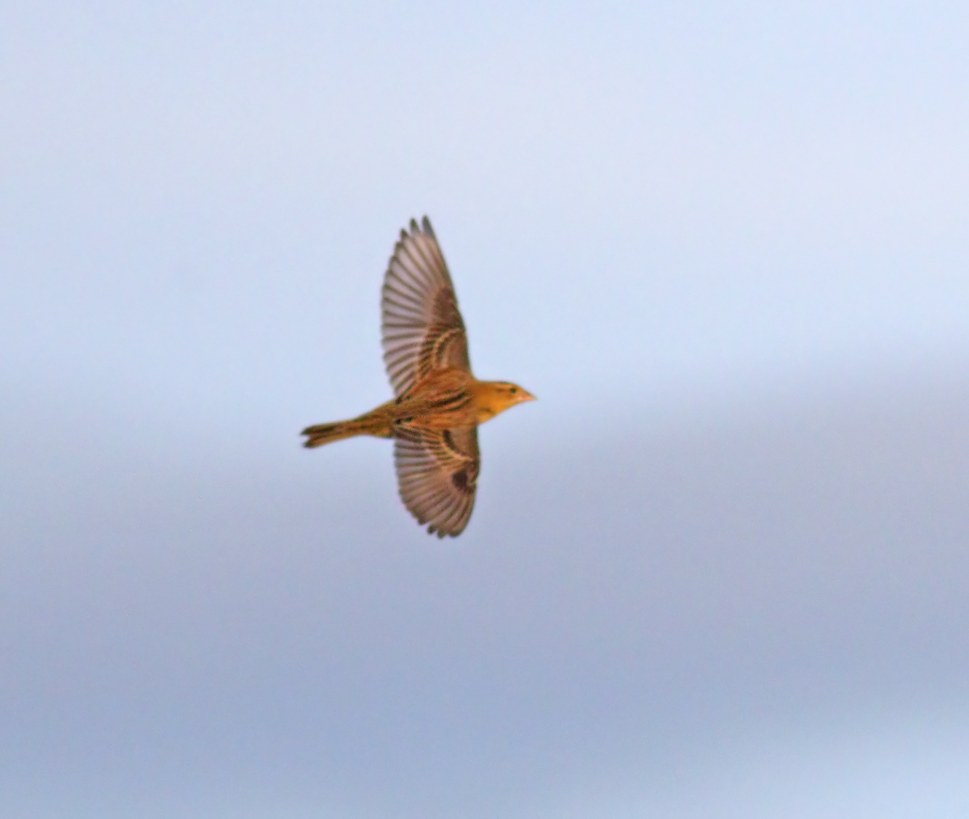 Bobolink 181019 CrookBank NeilDrinkall