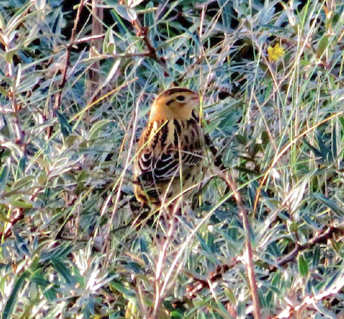 Bobolink 181019 CrookBank THibbert