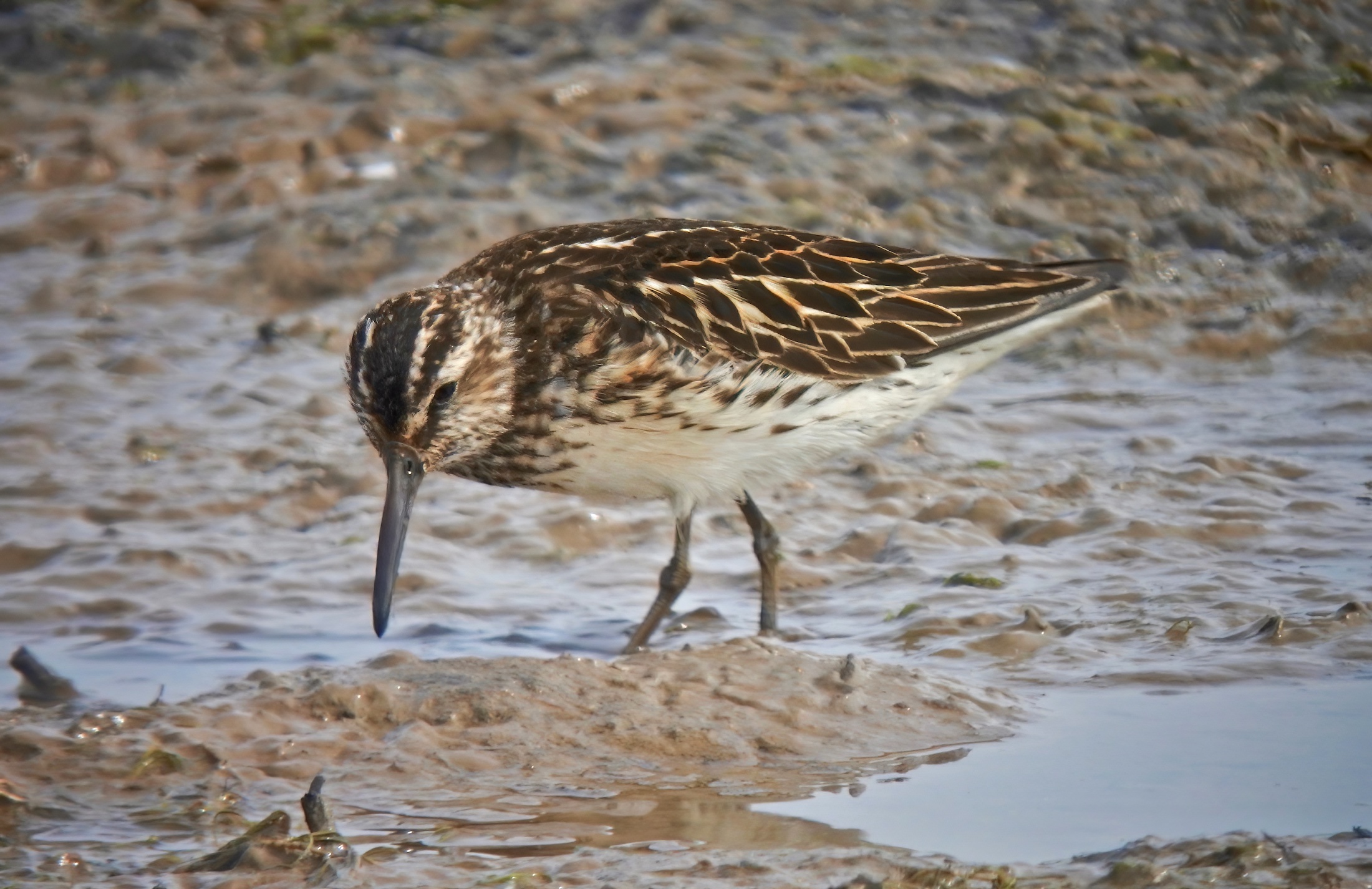 BroadBilledSandpiper 240716 FramptonMarsh PSullivan topaz denoise sharpen