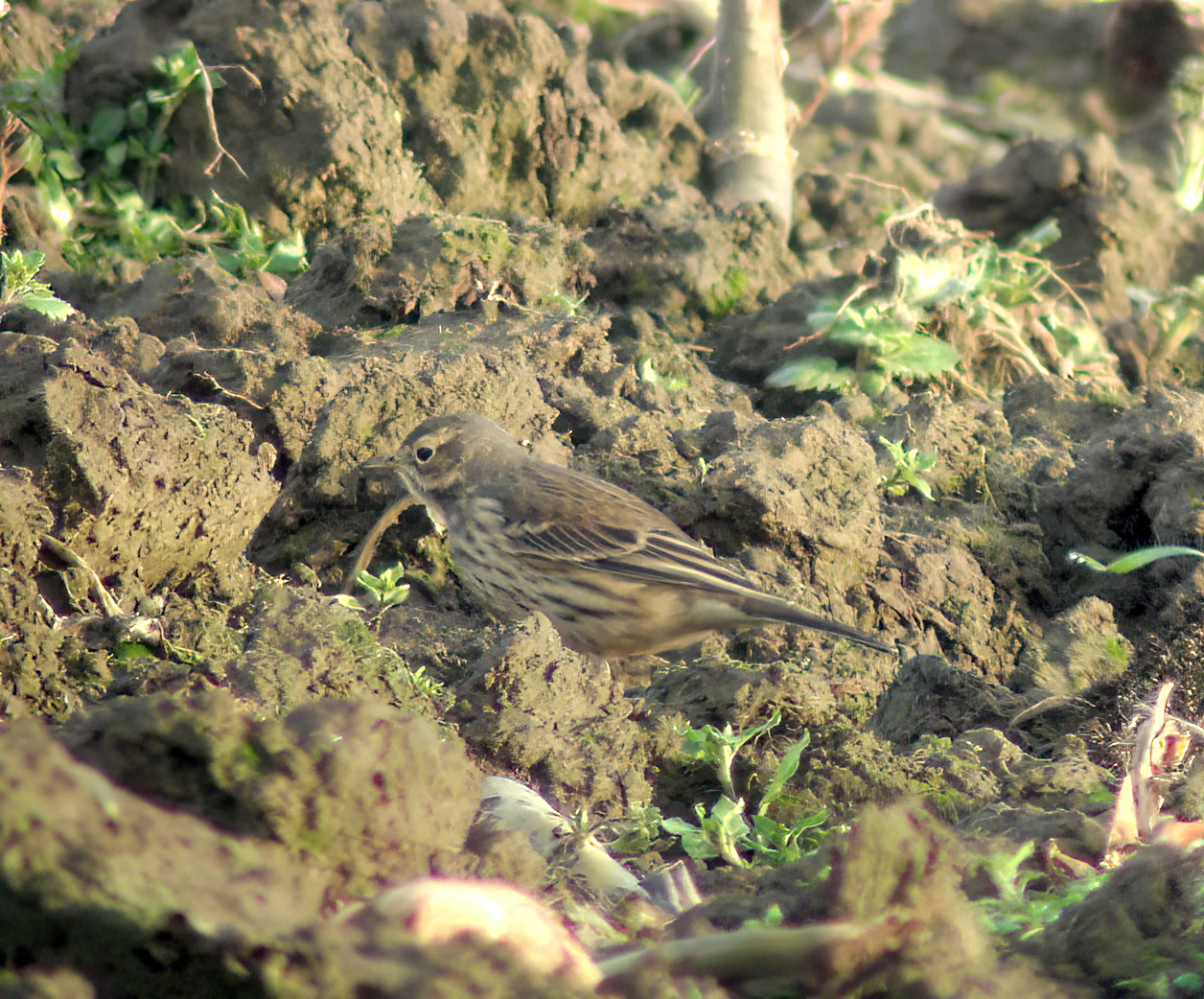 BuffBelliedPipit2 Dec2005 FramptonMarsh PFrench SharpenAI Motion