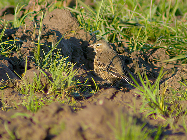 BuffBelliedPipit3 Dec2005 FramptonMarsh PFrench SharpenAI Motion