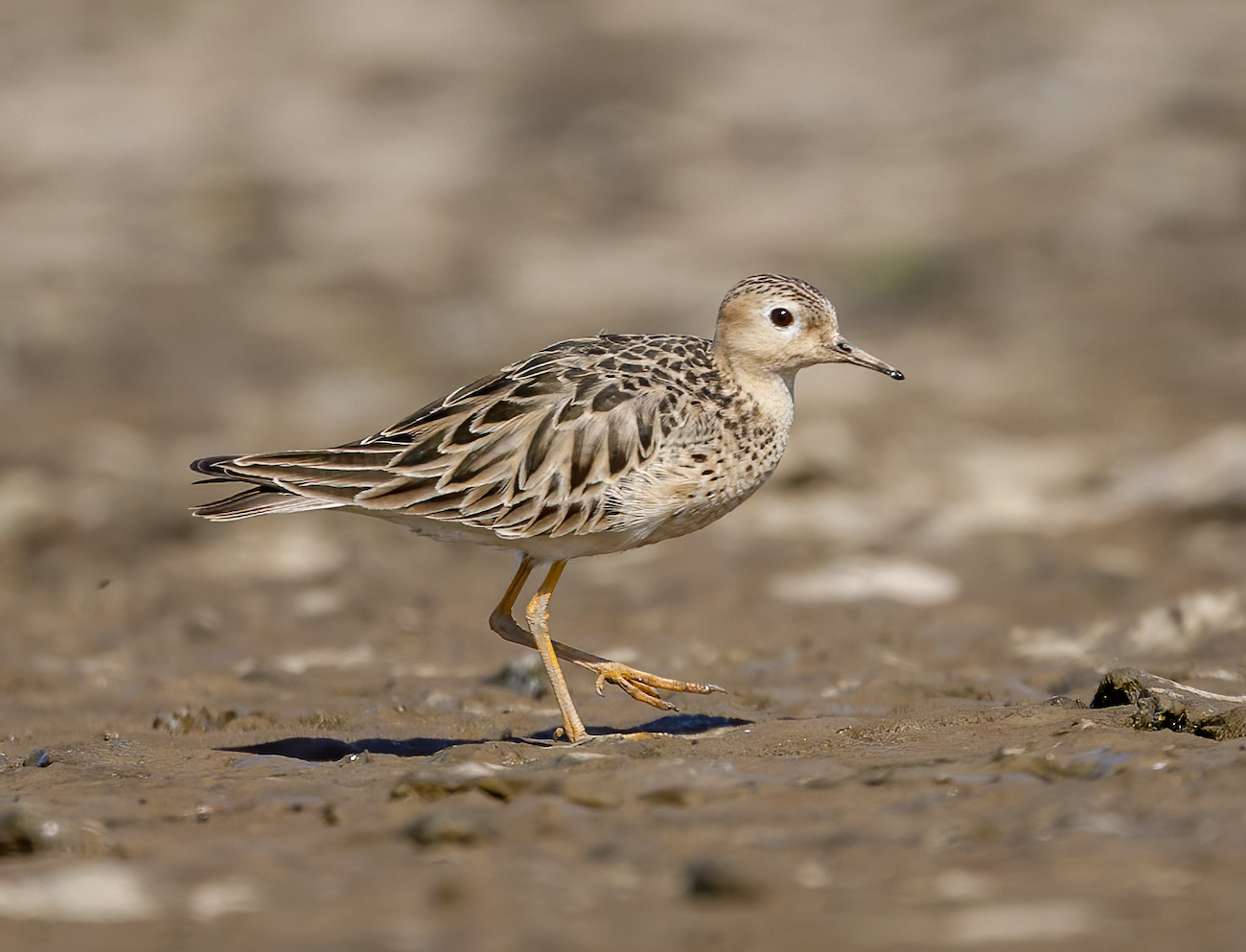 BuffBreastedSandpiper May2009 Alkborough GPCatley