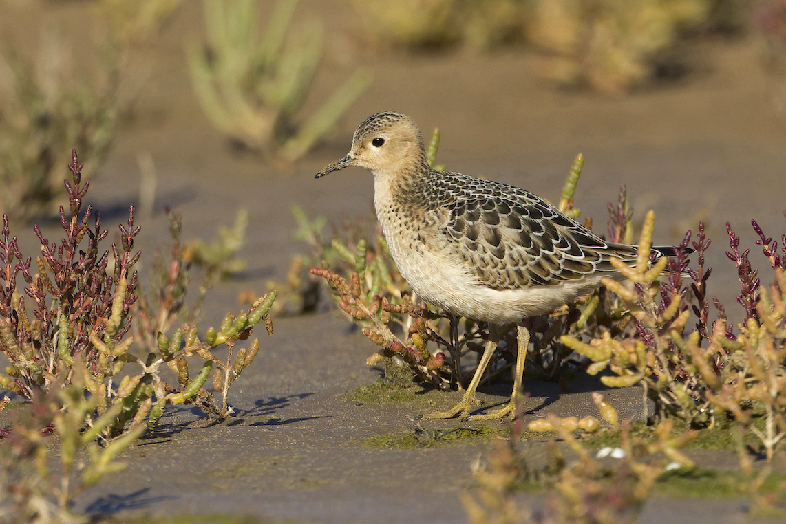 BuffBreastedSandpiper Sept2011 Rimac GPCatley
