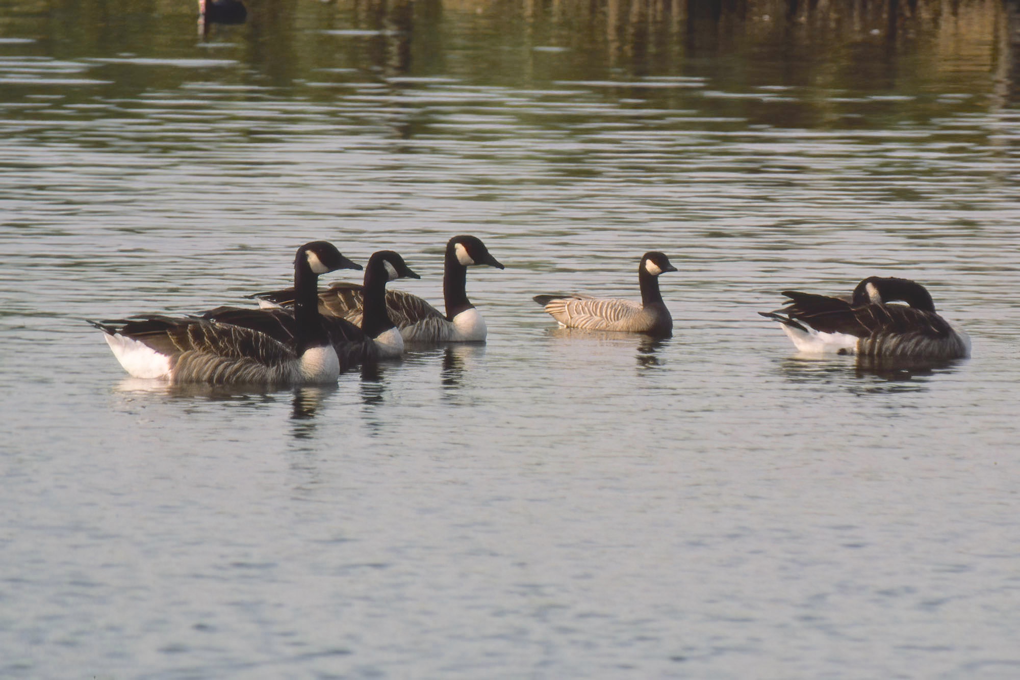 Cackler Barton Pits September 25th 1986 GPC