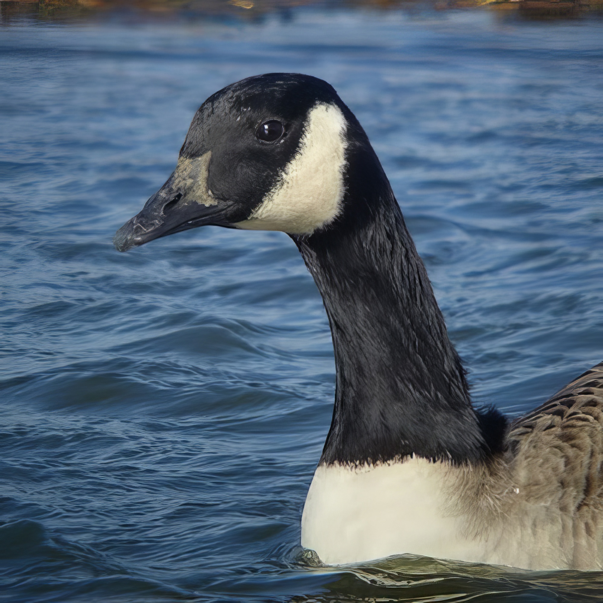 CanadaGoose 261014 GibPoint RussHayes topaz enhance