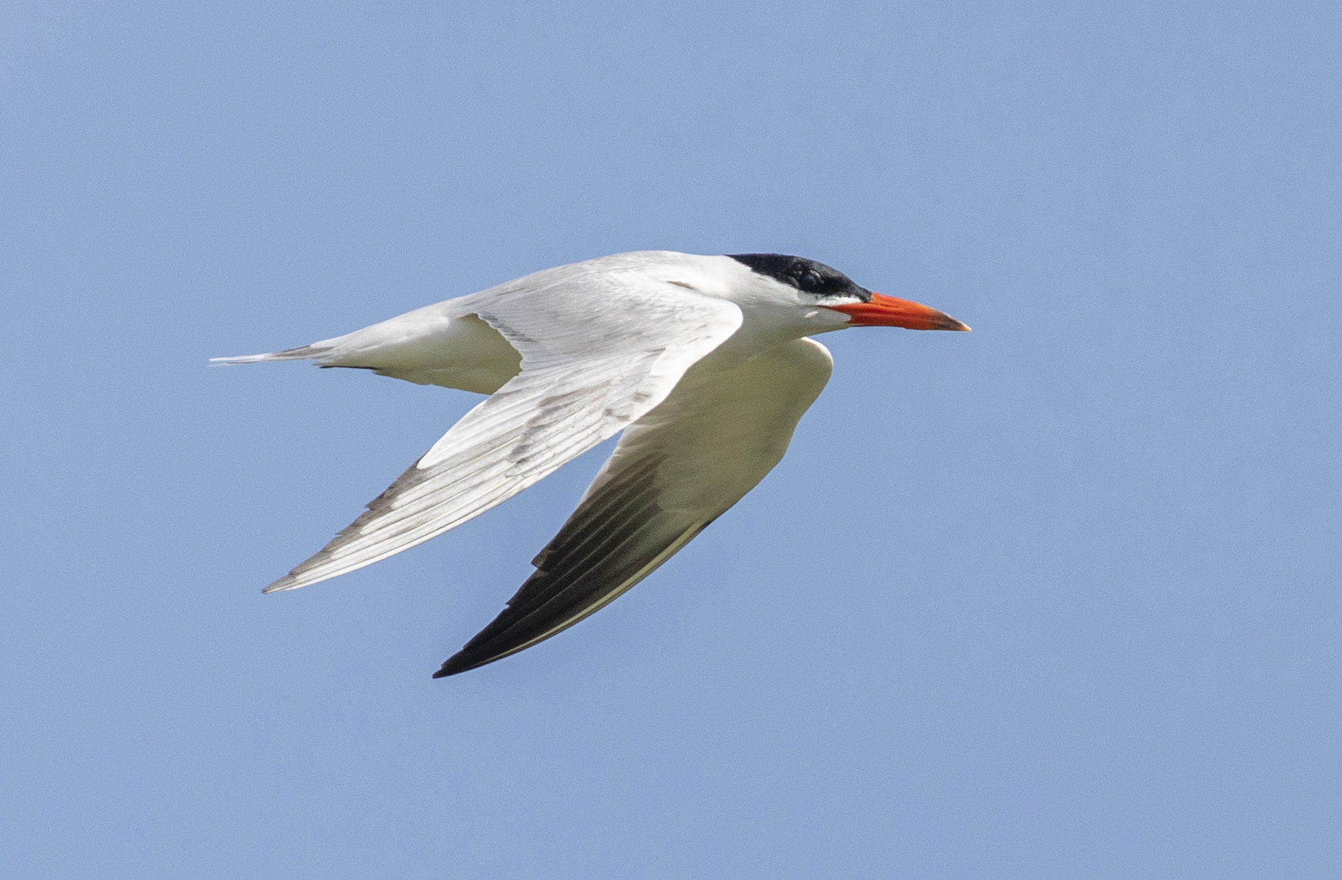 Caspian Tern Frampton July 2020 G P Catley