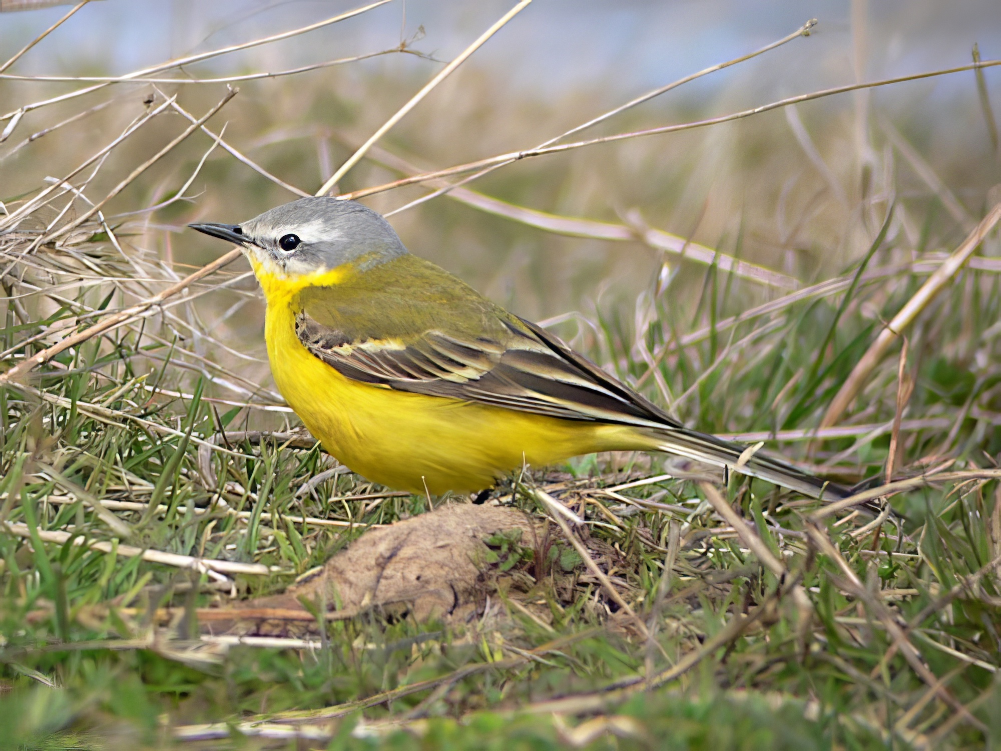 ChannelWagtail 170406 GibPointRussHayes topaz enhance