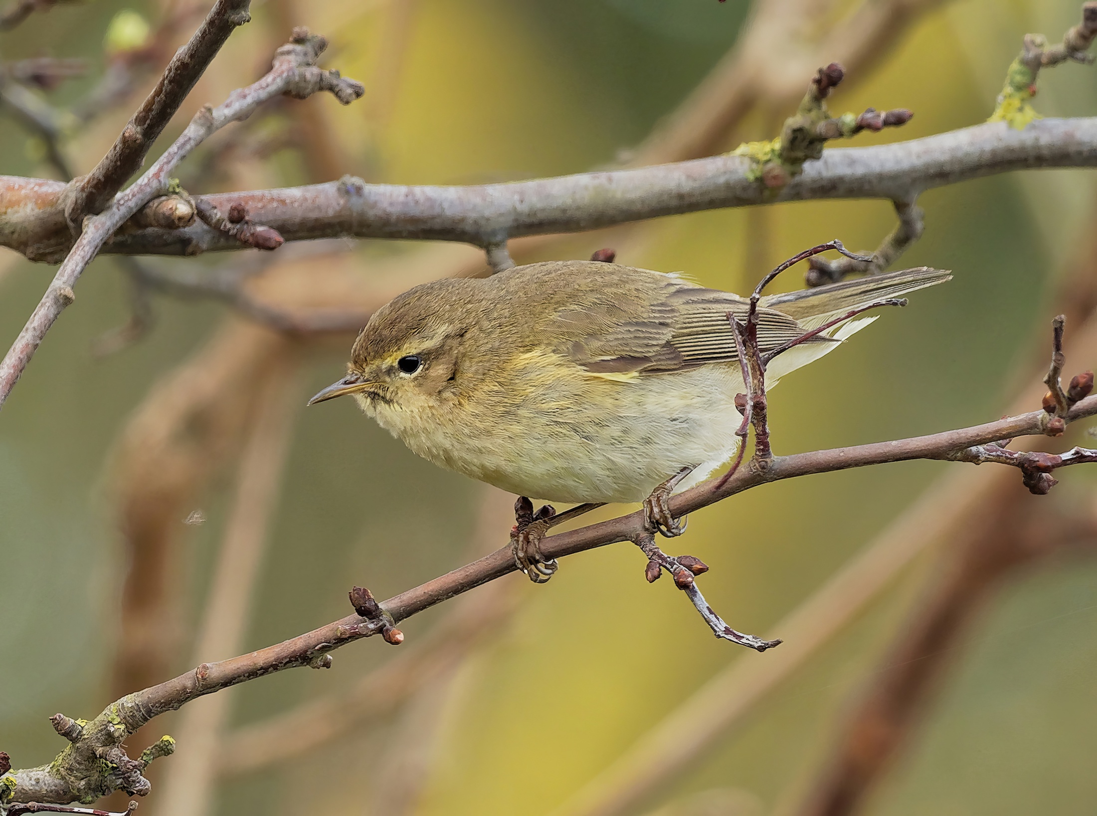 Chiffchaff1 April2018 Tetney IanShepherd topaz enhance