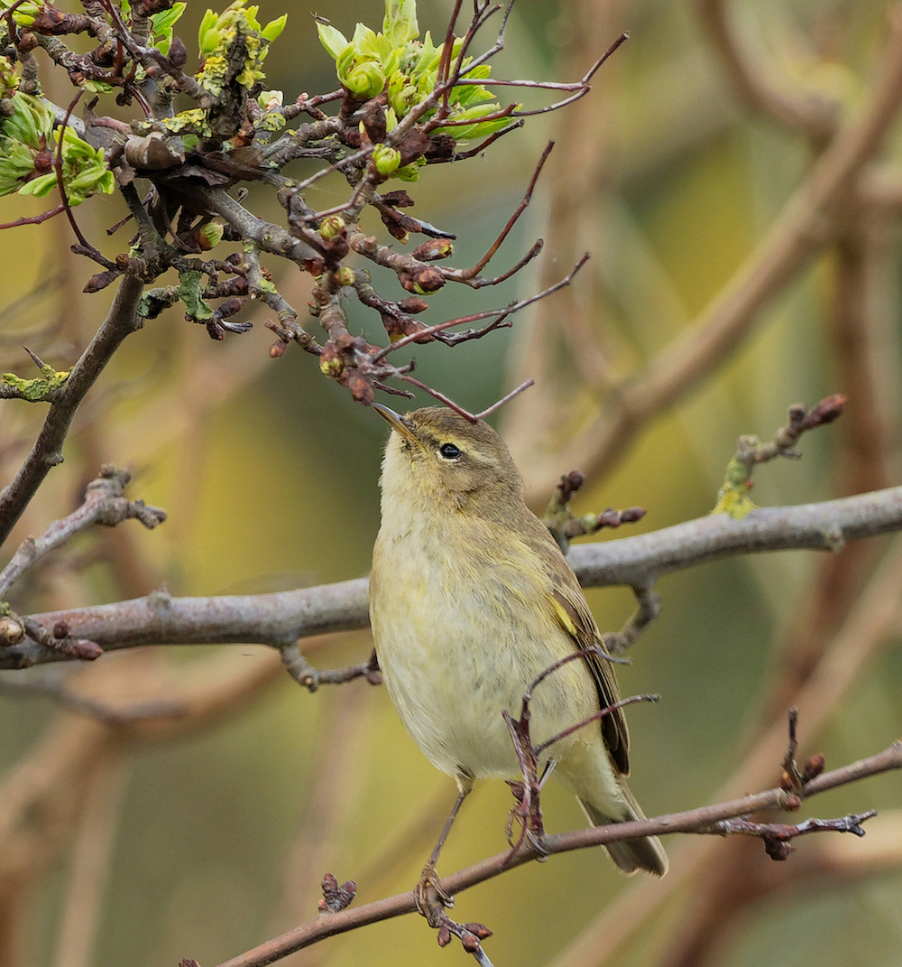Chiffchaff2 April2018 Tetney IanShepherd
