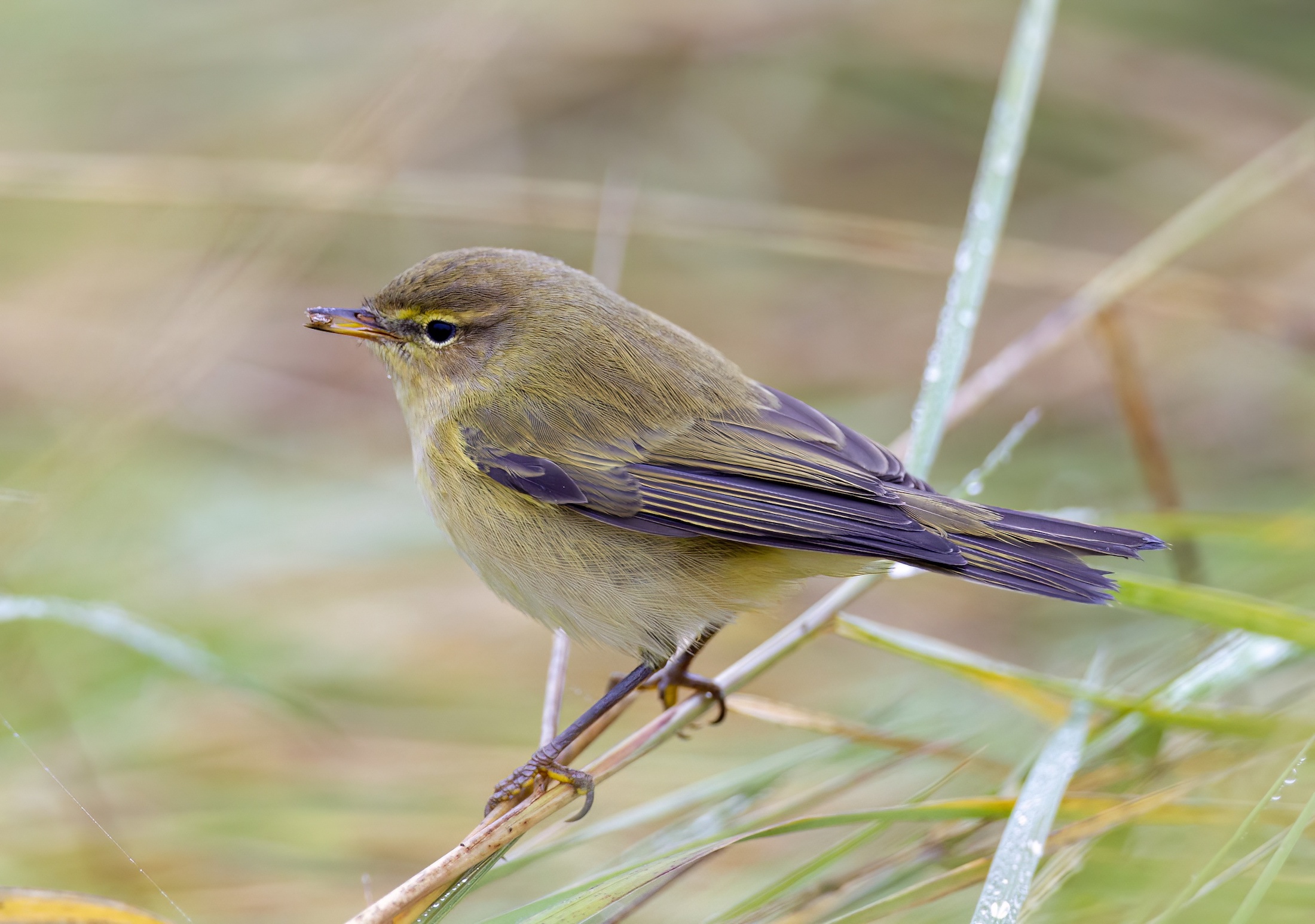 Chiffchaff 241012 Pyes Hall GPCatley topaz denoise