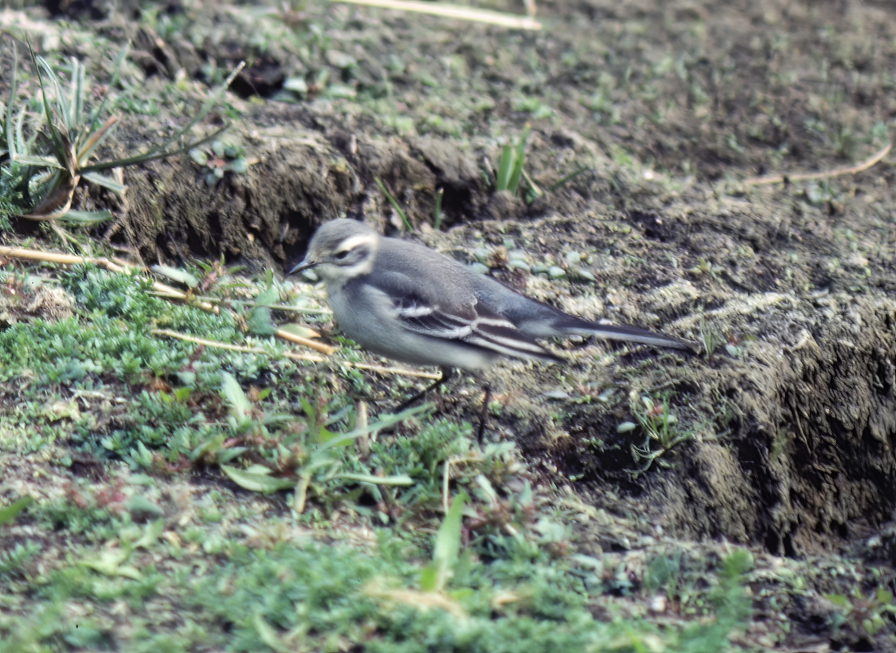 CitrineWagtail1 050983 GibPoint GPCatley topaz denoise enhance sharpen
