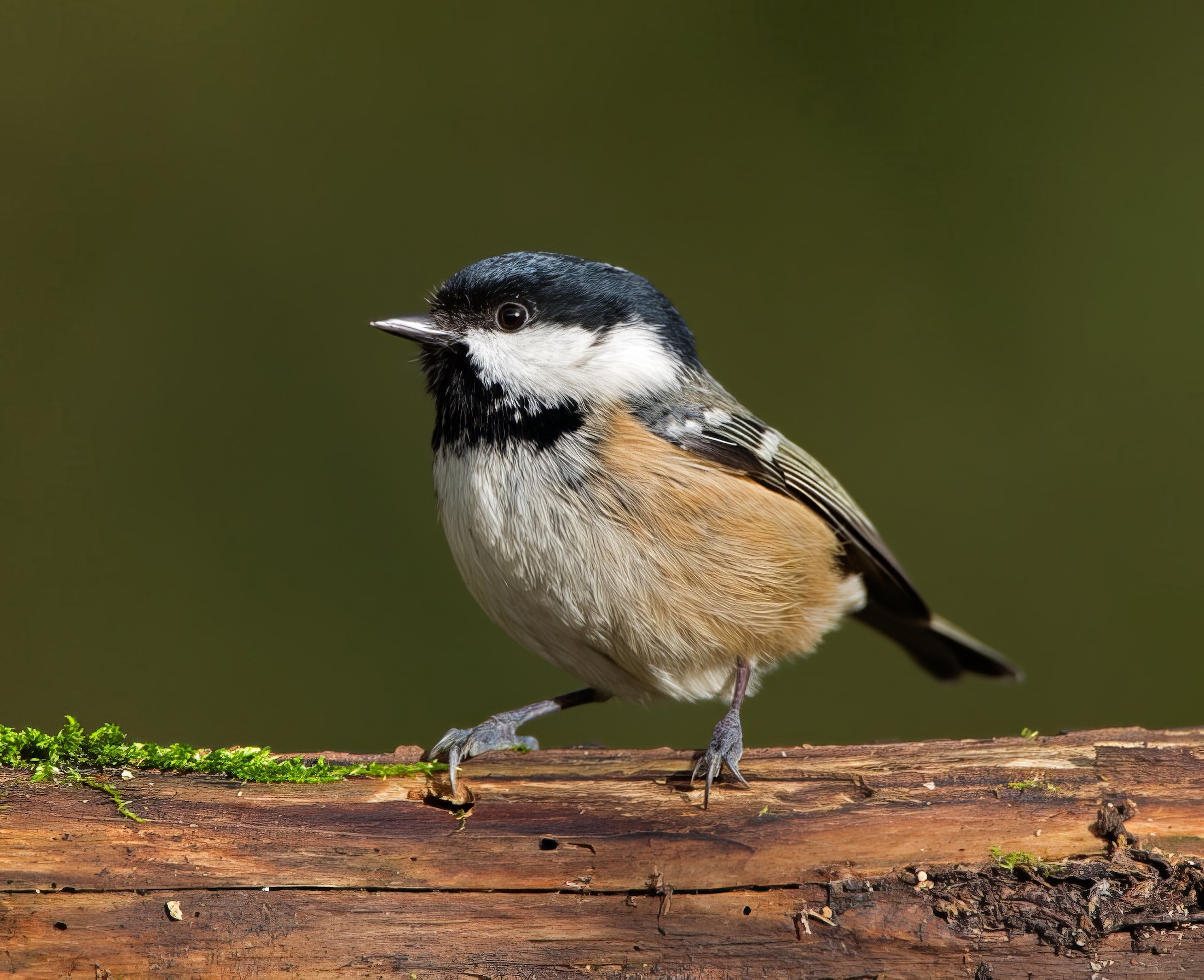 Coal Tit 020213 ChambersFarmWood RussTelferRT1 topaz enhance