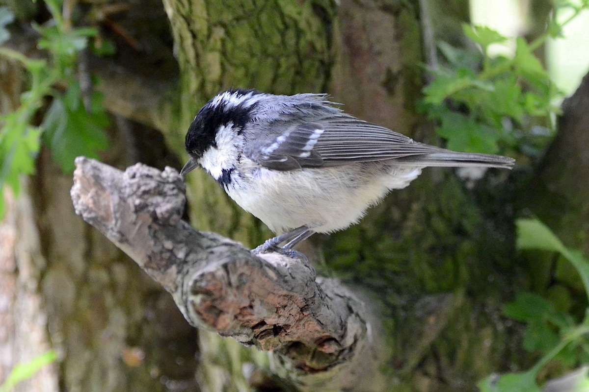 Coal Tit Callans Lane IM