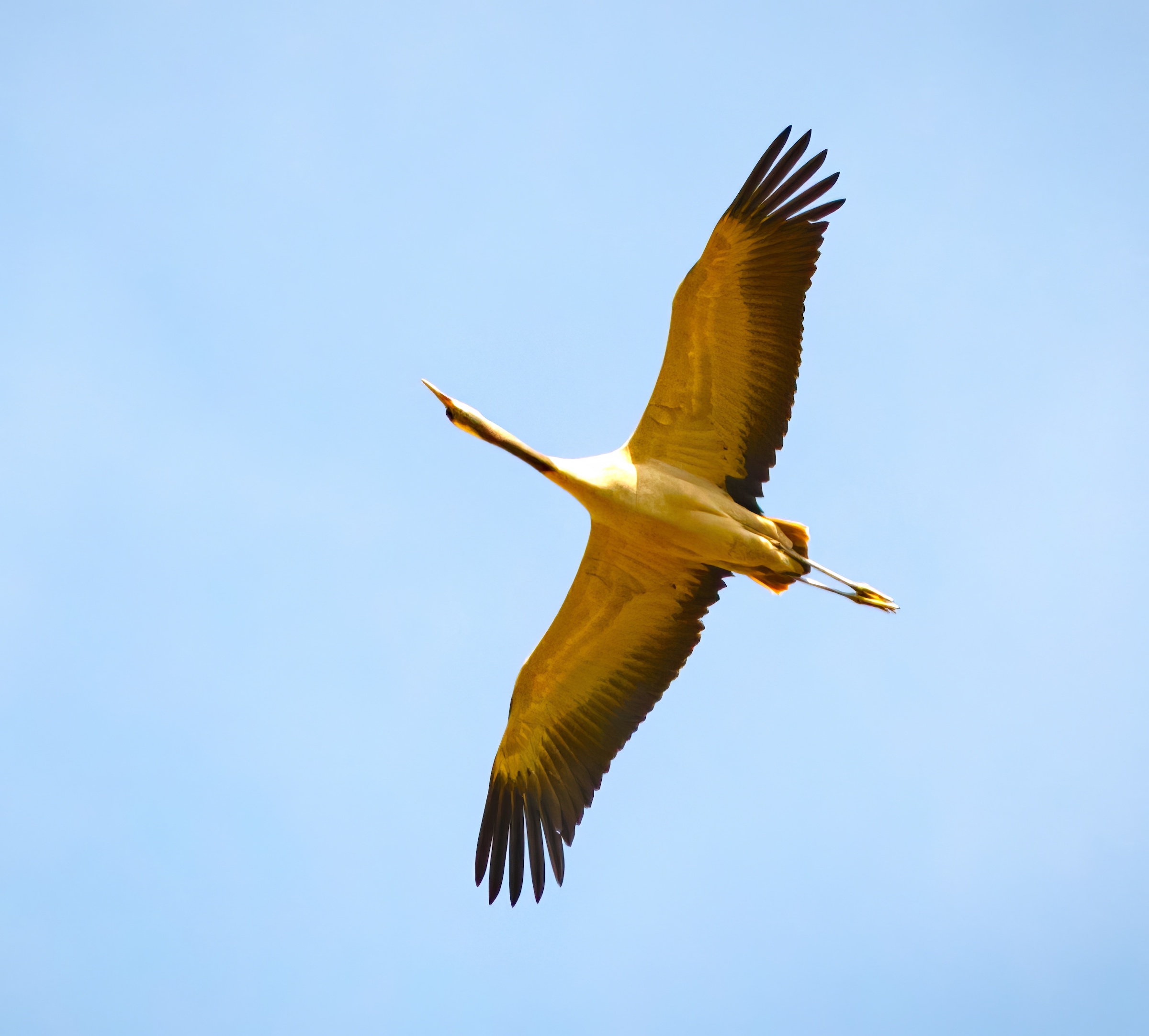 CommonCrane 170516 CovRes JRClarkson topaz enhance