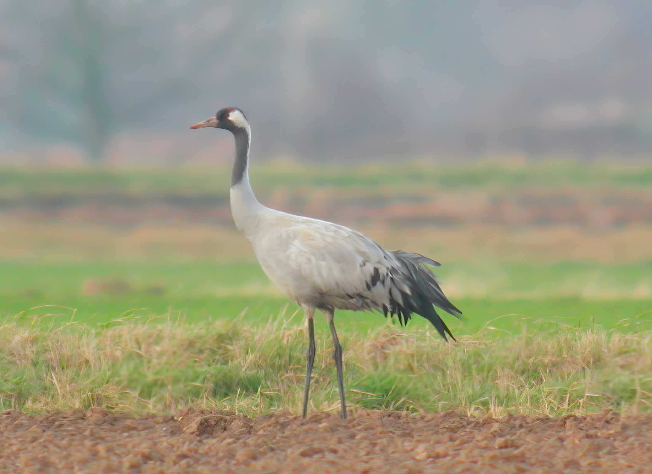 CommonCrane 231204 Grainthorpe GPCatley topaz enhance