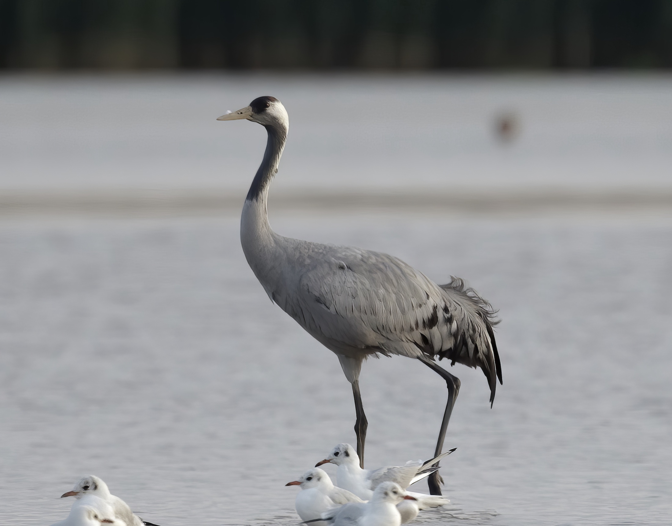 CommonCrane Sept2011 AlkboroughFlats GPCatley topaz enhance