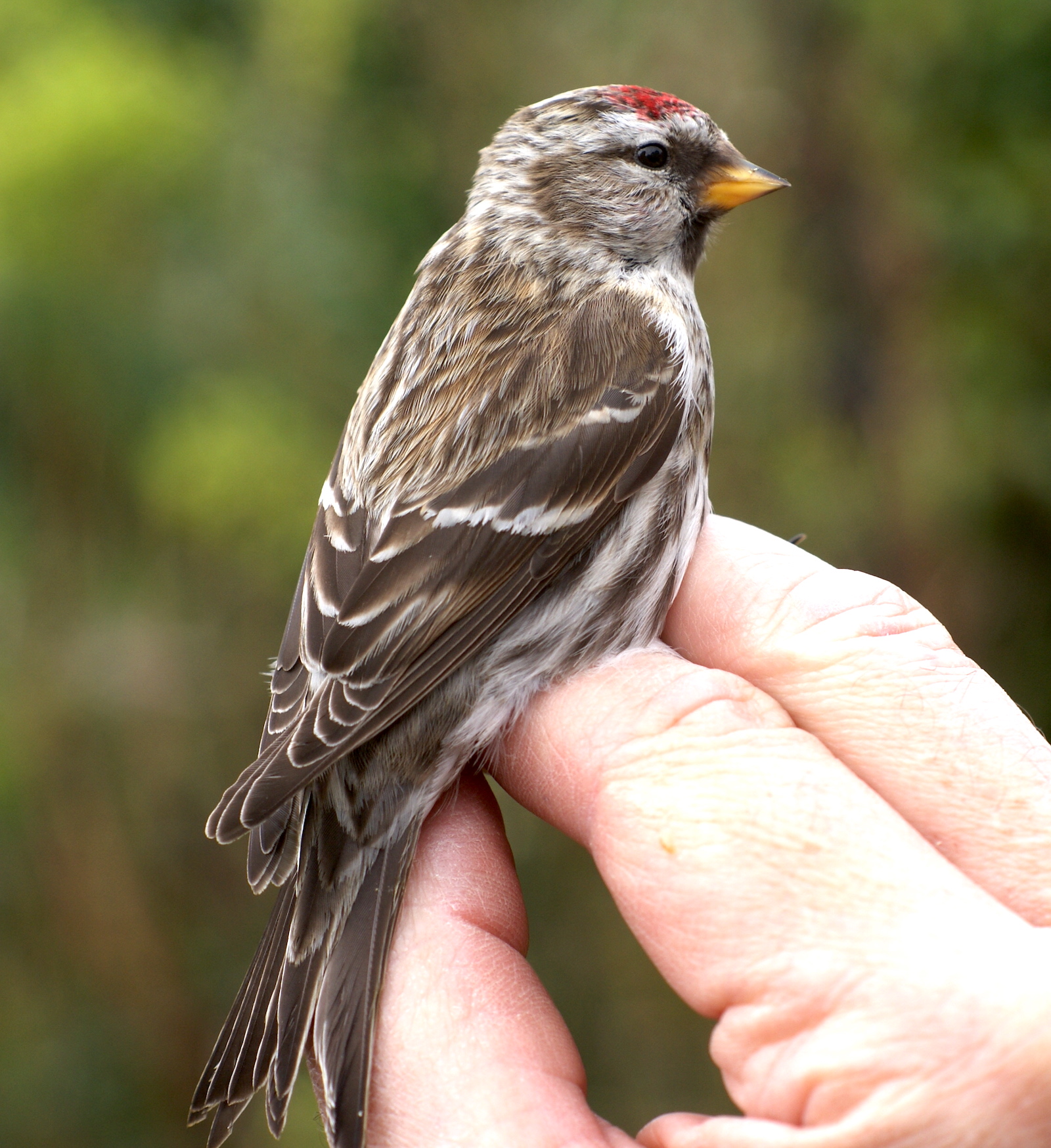 CommonRedpoll 190309 ABall