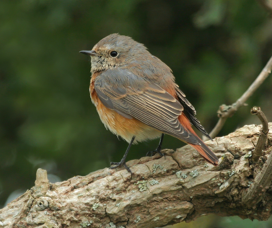 CommonRedstart 150911 GibraltarPointNNR NeilSmith