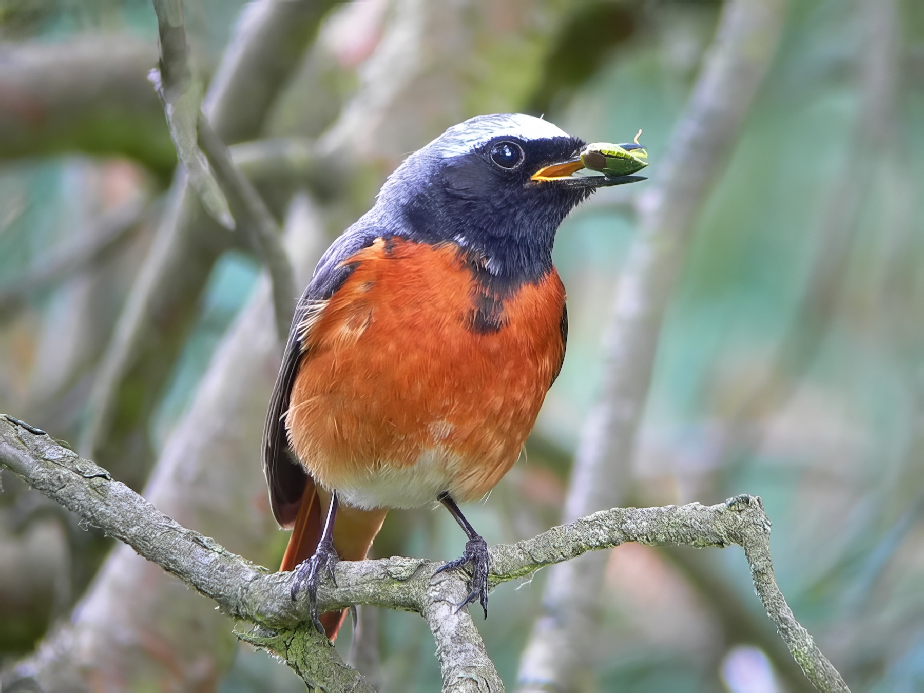 CommonRedstart MarketRasen June2006 RDH topaz enhance