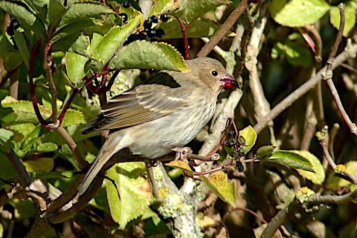 CommonRosefinch 061003 SaltfleetbyThedd BarryClarkson