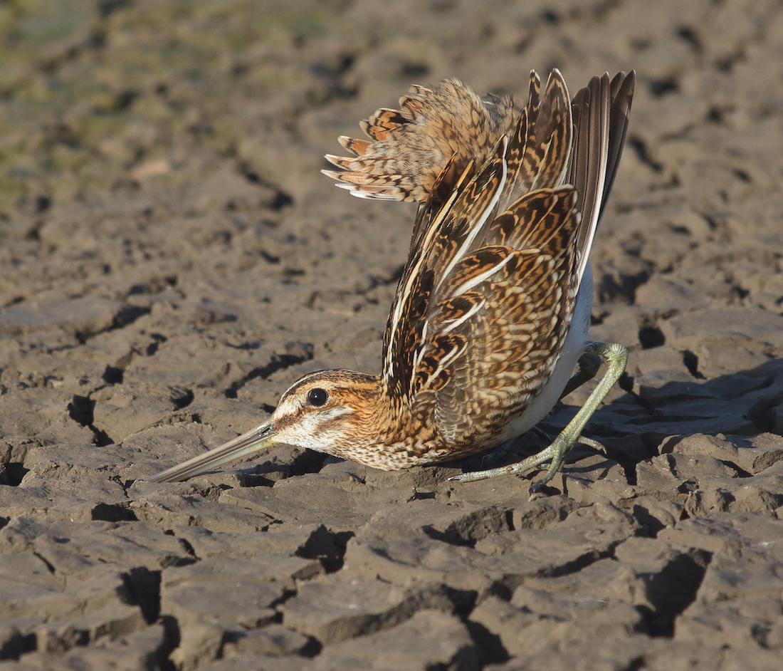 CommonSnipe 030916 FramptonMarsh NeilSmith