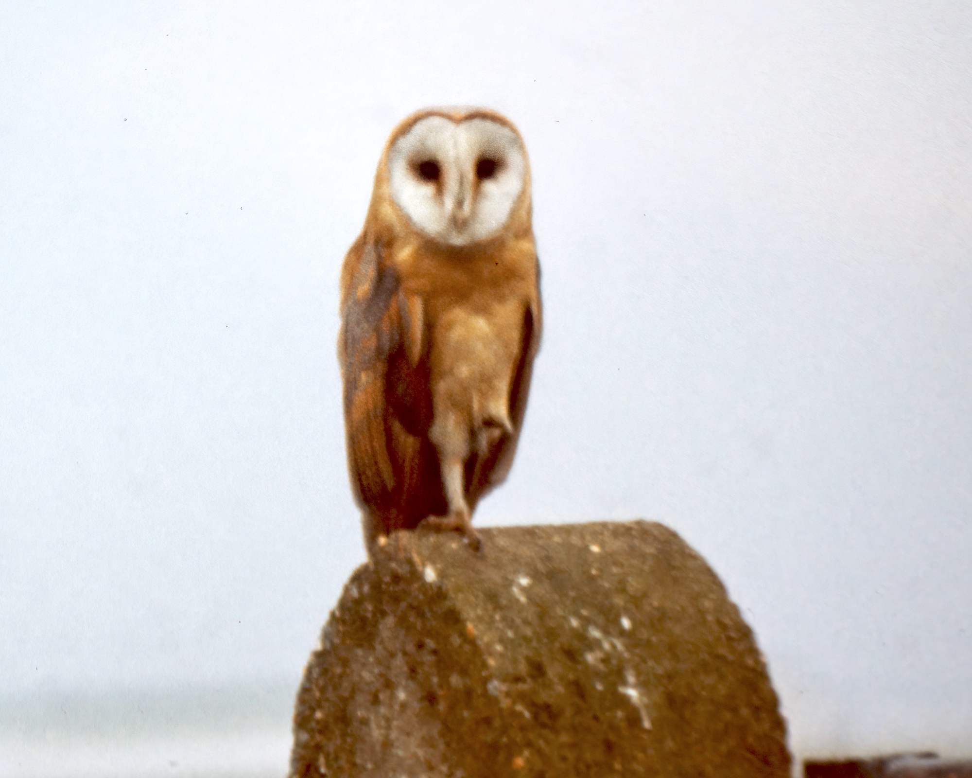 Dark breasted Barn owl Horseshoe Point March 1975 G P Catley