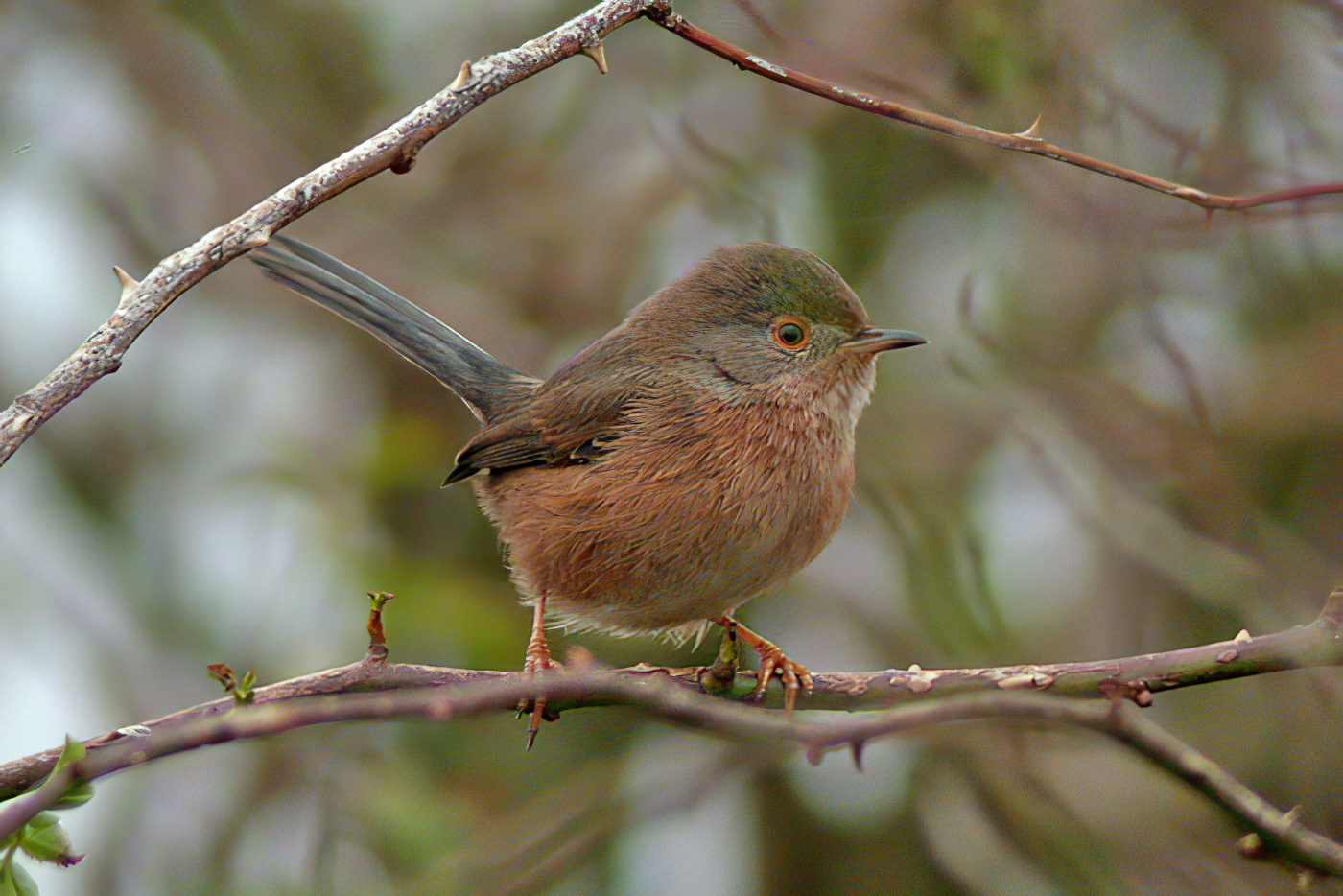 DartfordWarbler October2004 GibPoint MJTarrant topaz enhance