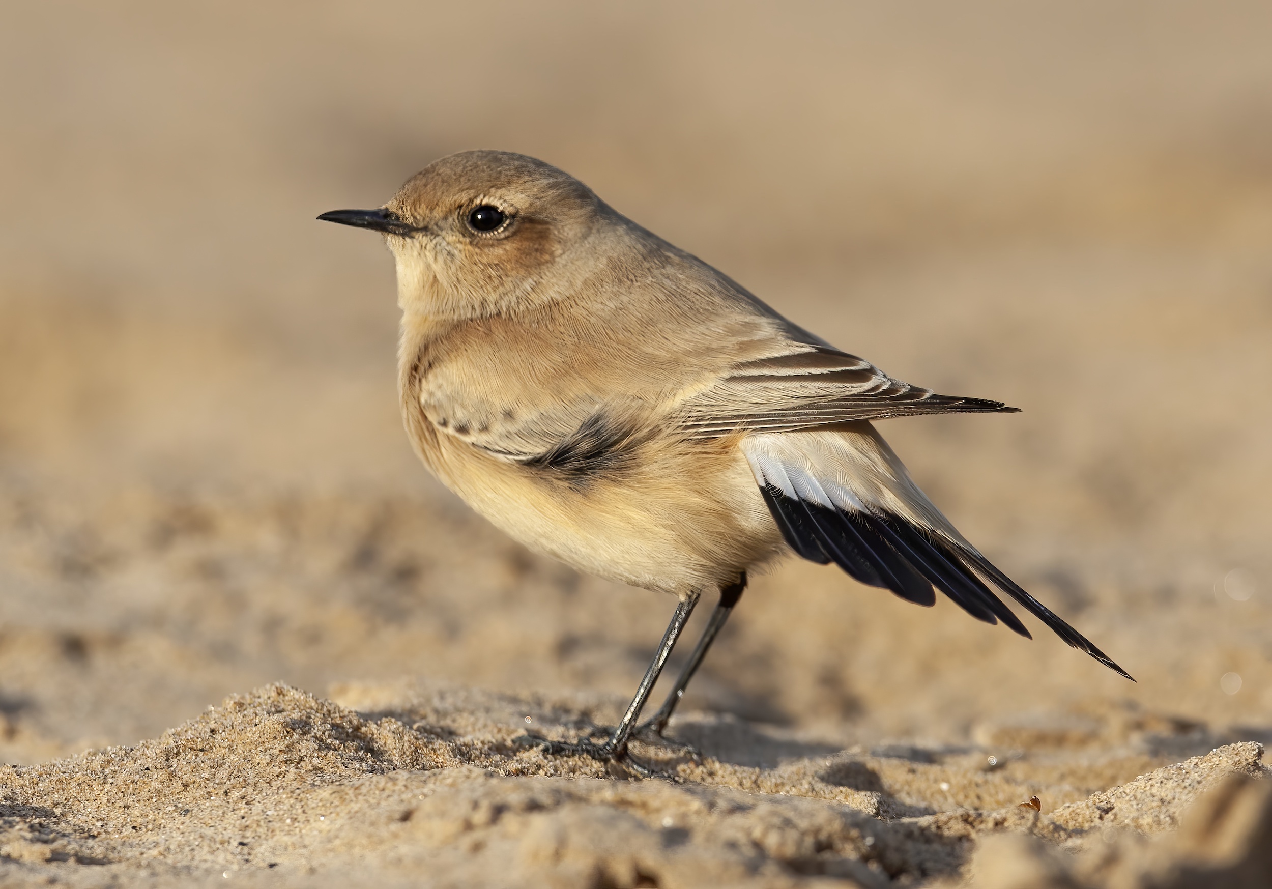 DesertWheatear 111108 Saltfleet GPCatley topaz enhance