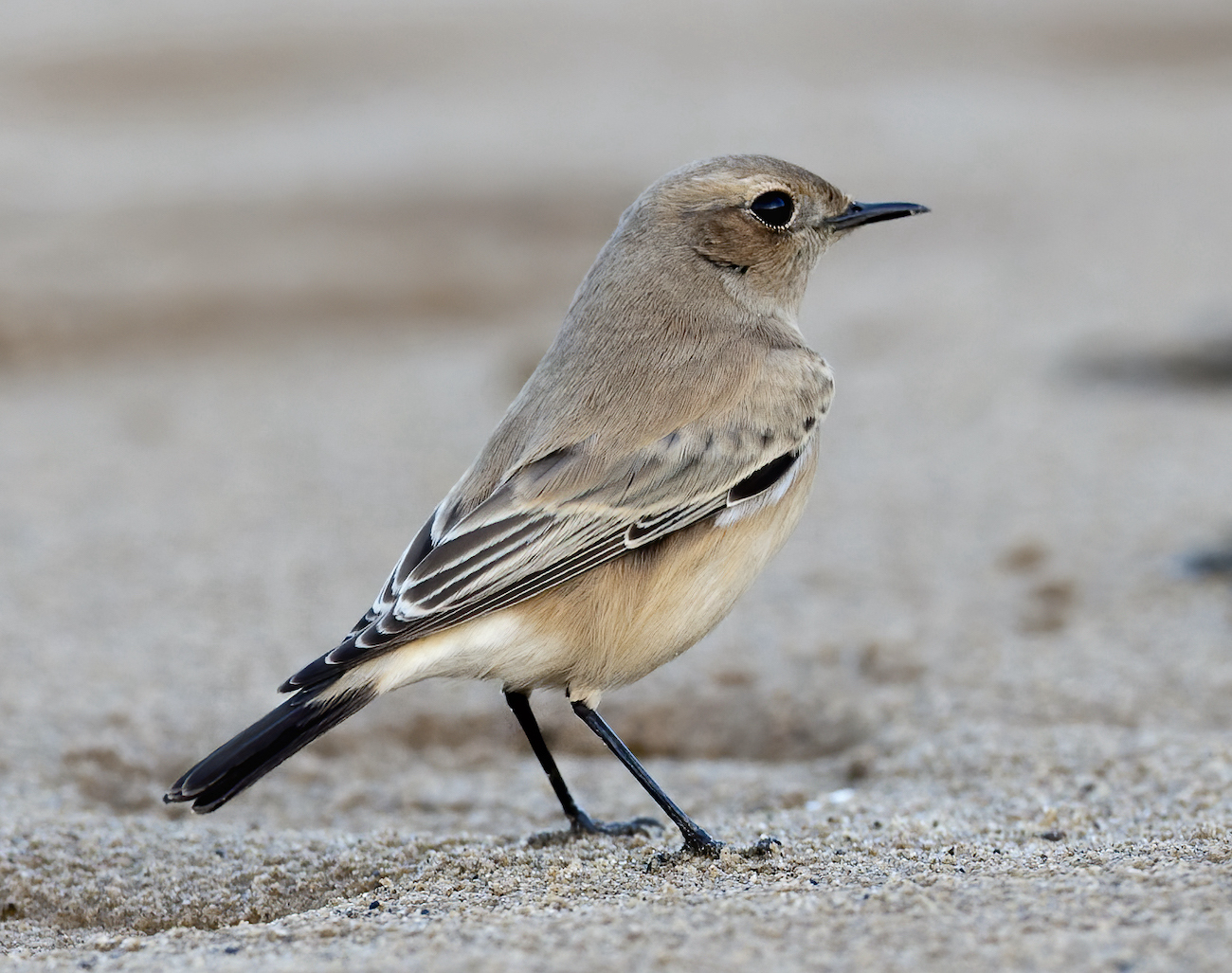 DesertWheatear 131199 Saltfleet GPCatley