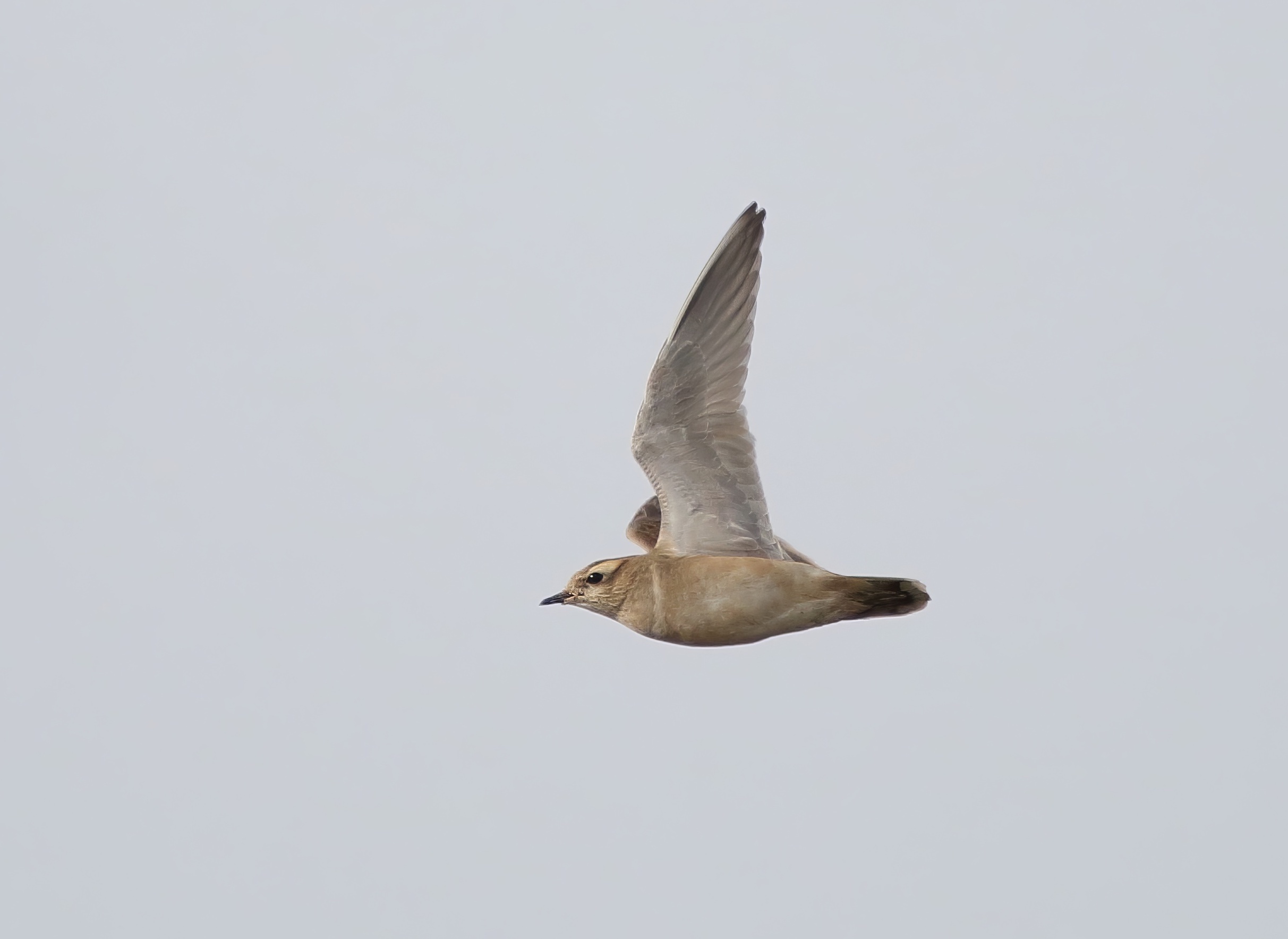 Dotterel2 040317 FramptonMarsh NeilSmith topaz enhance