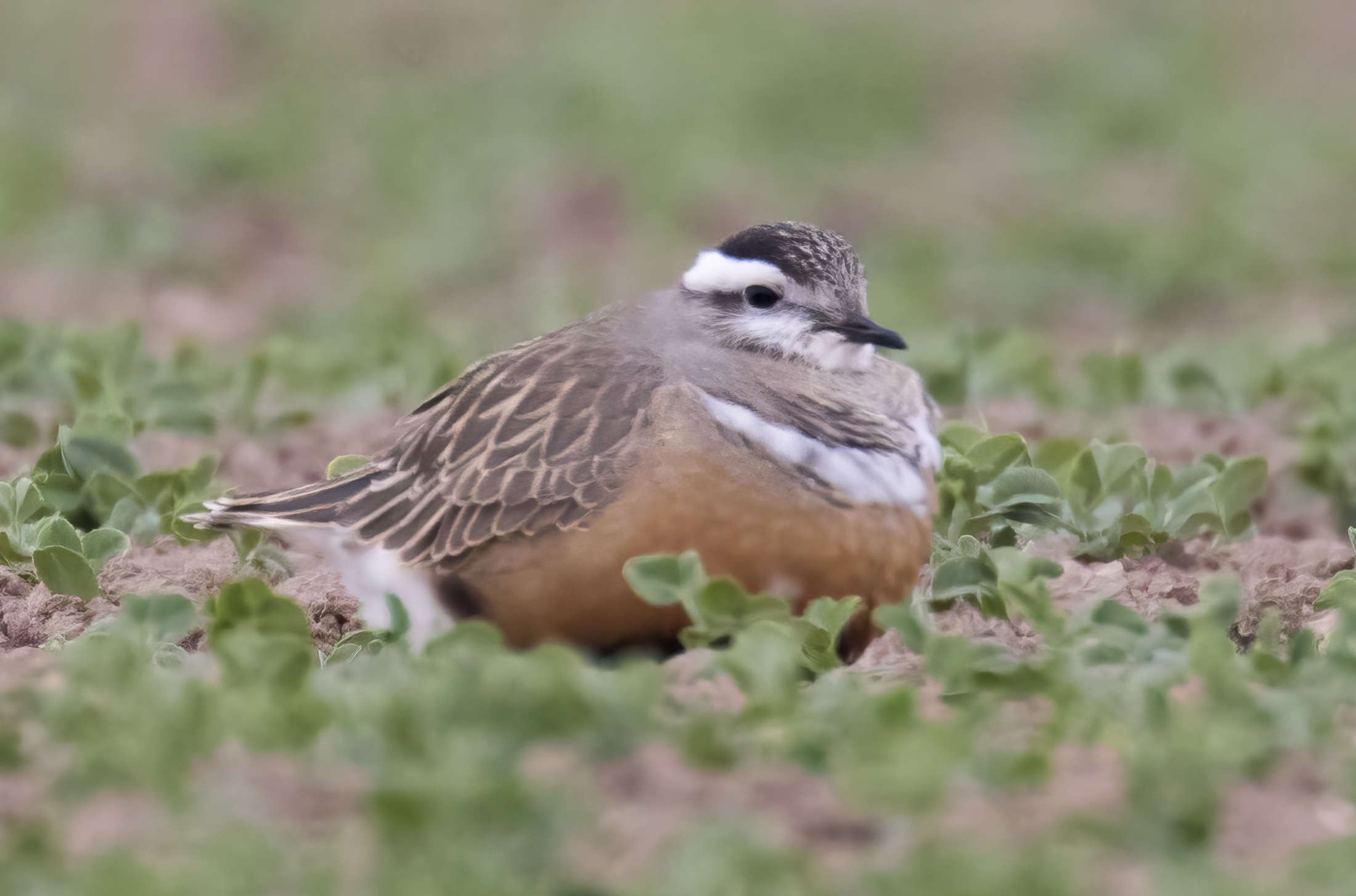 Dotterel 080517 NorthCotes GPCatley topaz enhance